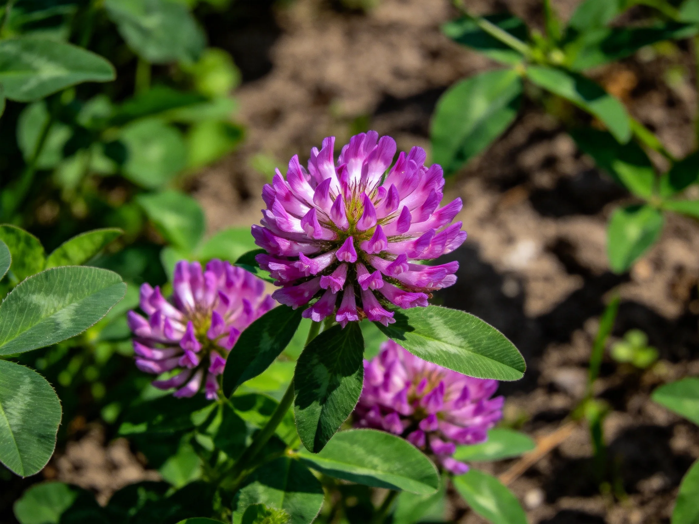Vibrant purple clover blooms surrounded by lush green foliage