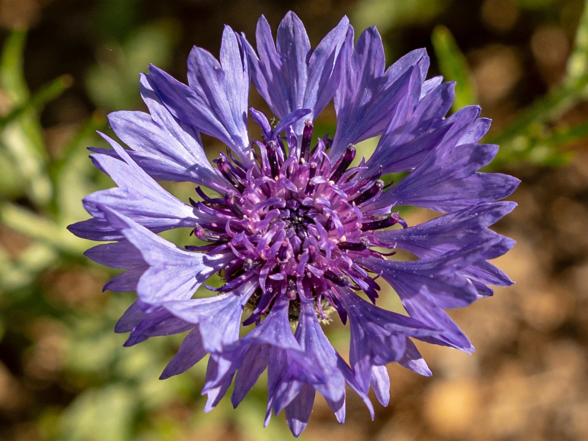 Vibrant purple cornflower with layered petals and central cluster