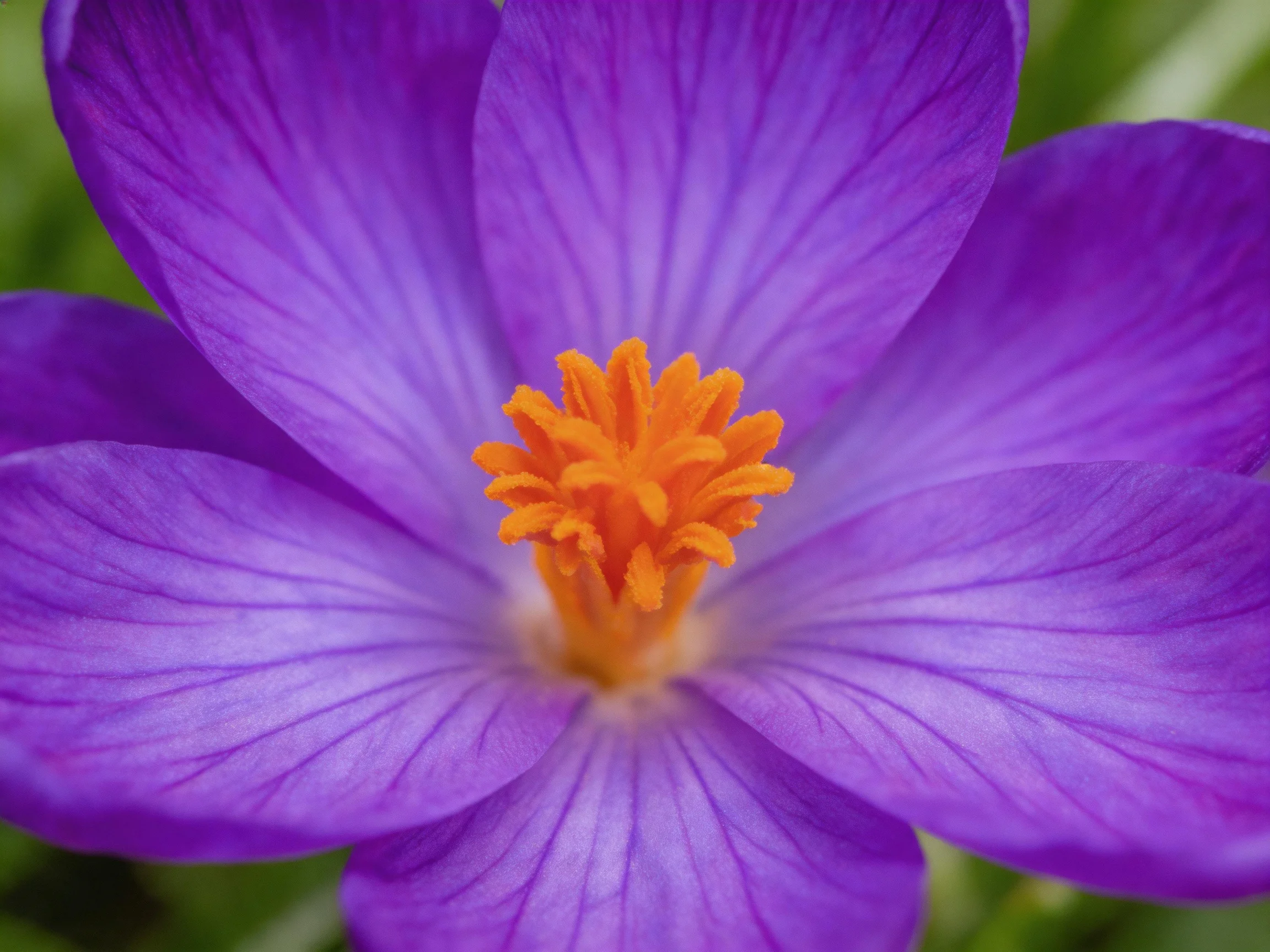 Vibrant purple crocus bloom with bright orange central stamens