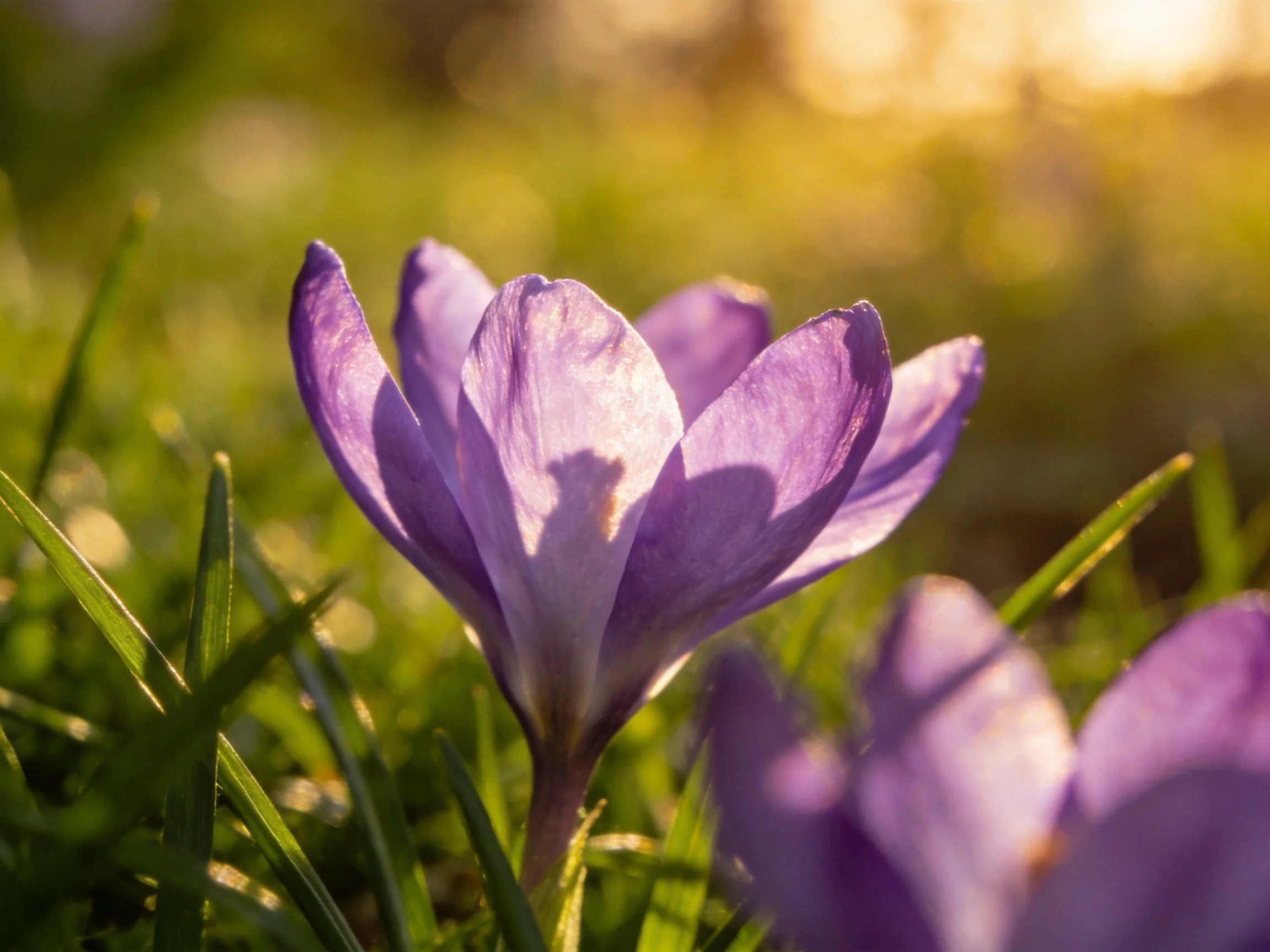 Vibrant purple crocus blooms in sunlit green grass