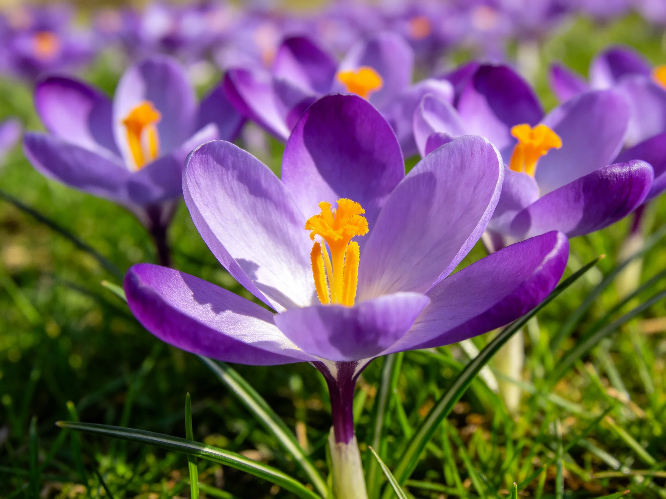 Vibrant purple crocus blooms scattered amid lush green grass