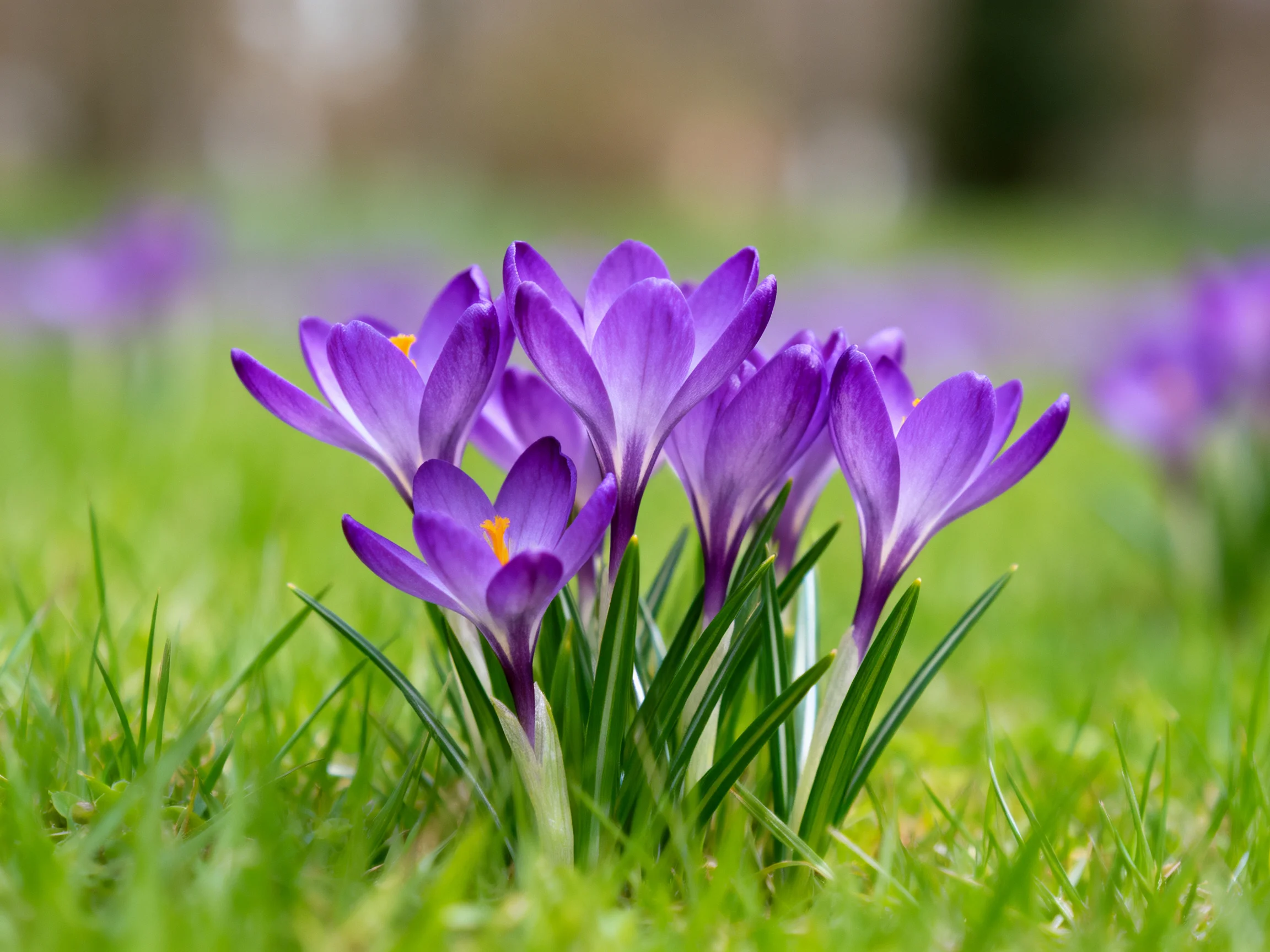 Vibrant purple crocuses bloom amid lush green grass