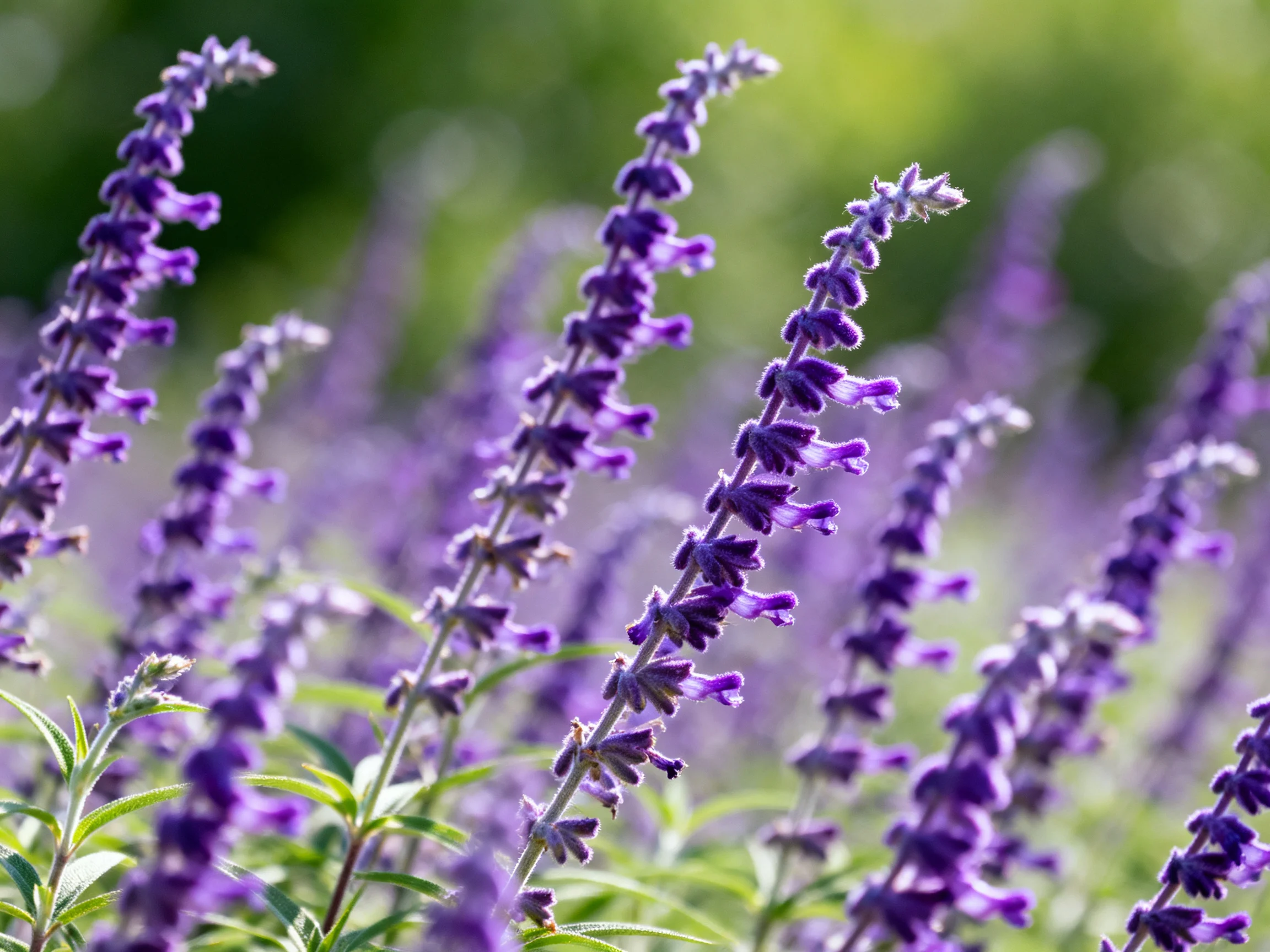 Vibrant purple flower stalks bloom abundantly in a sunlit garden