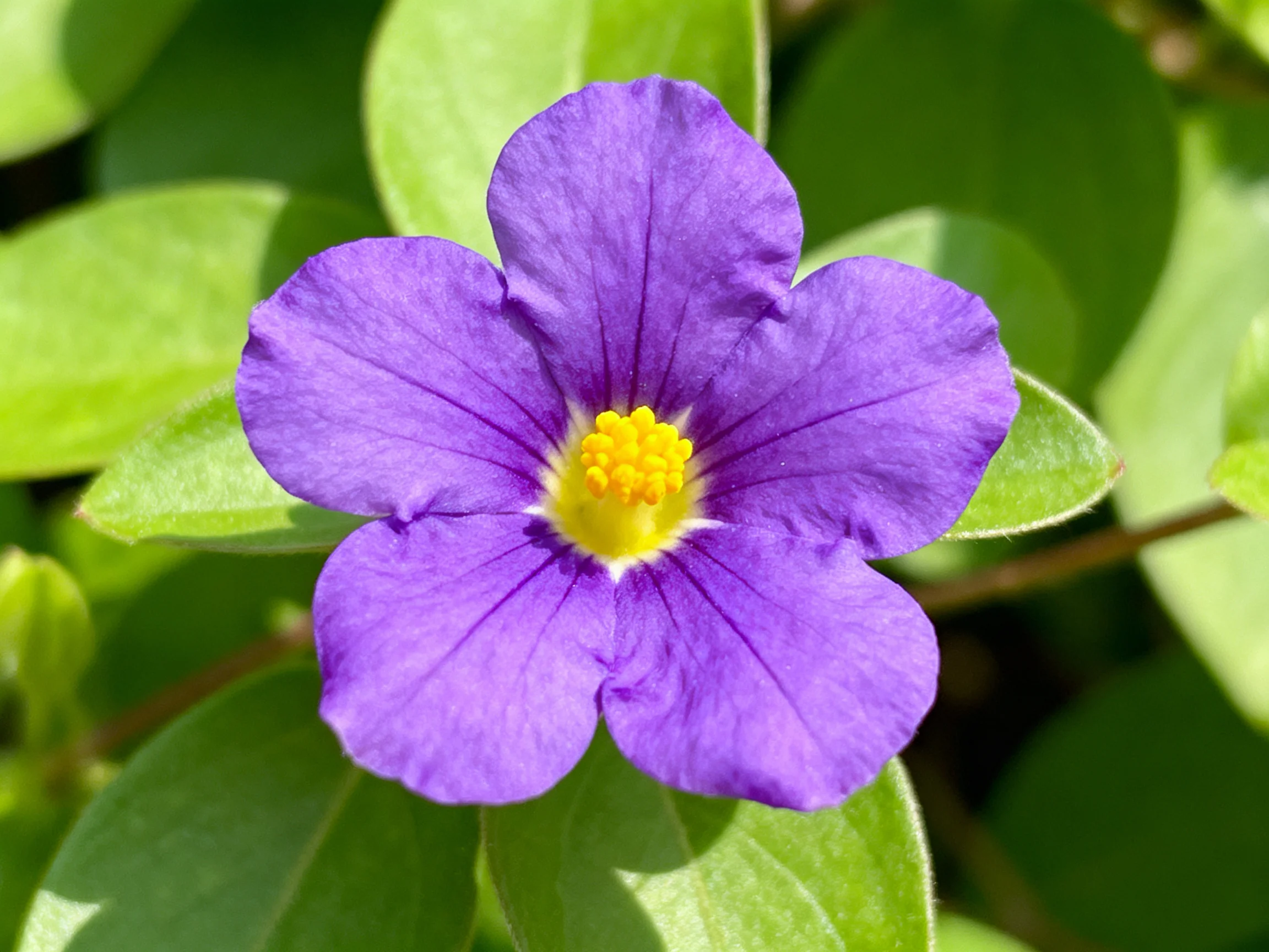Vibrant purple flower with bright yellow center amid lush green leaves