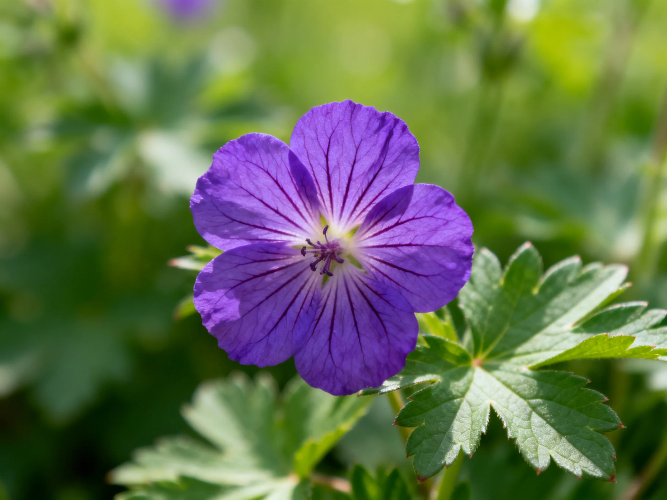 Vibrant purple flower with distinct veining amid lush greenery