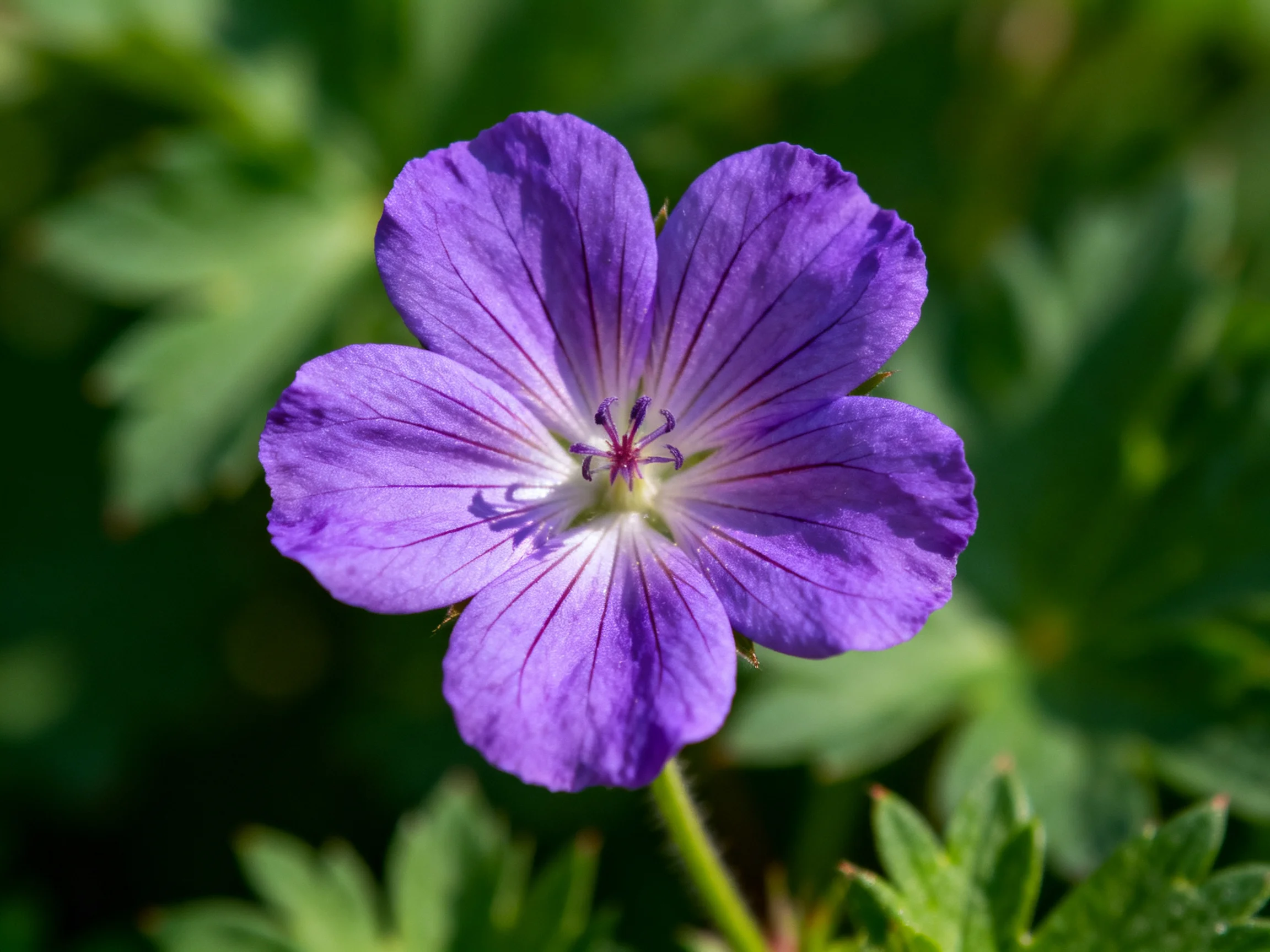 Vibrant purple flower with five petals and green foliage