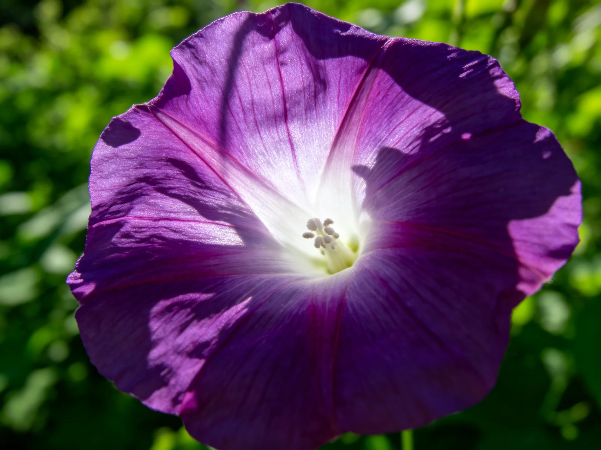 Vibrant purple flower with ruffled petals and bright center
