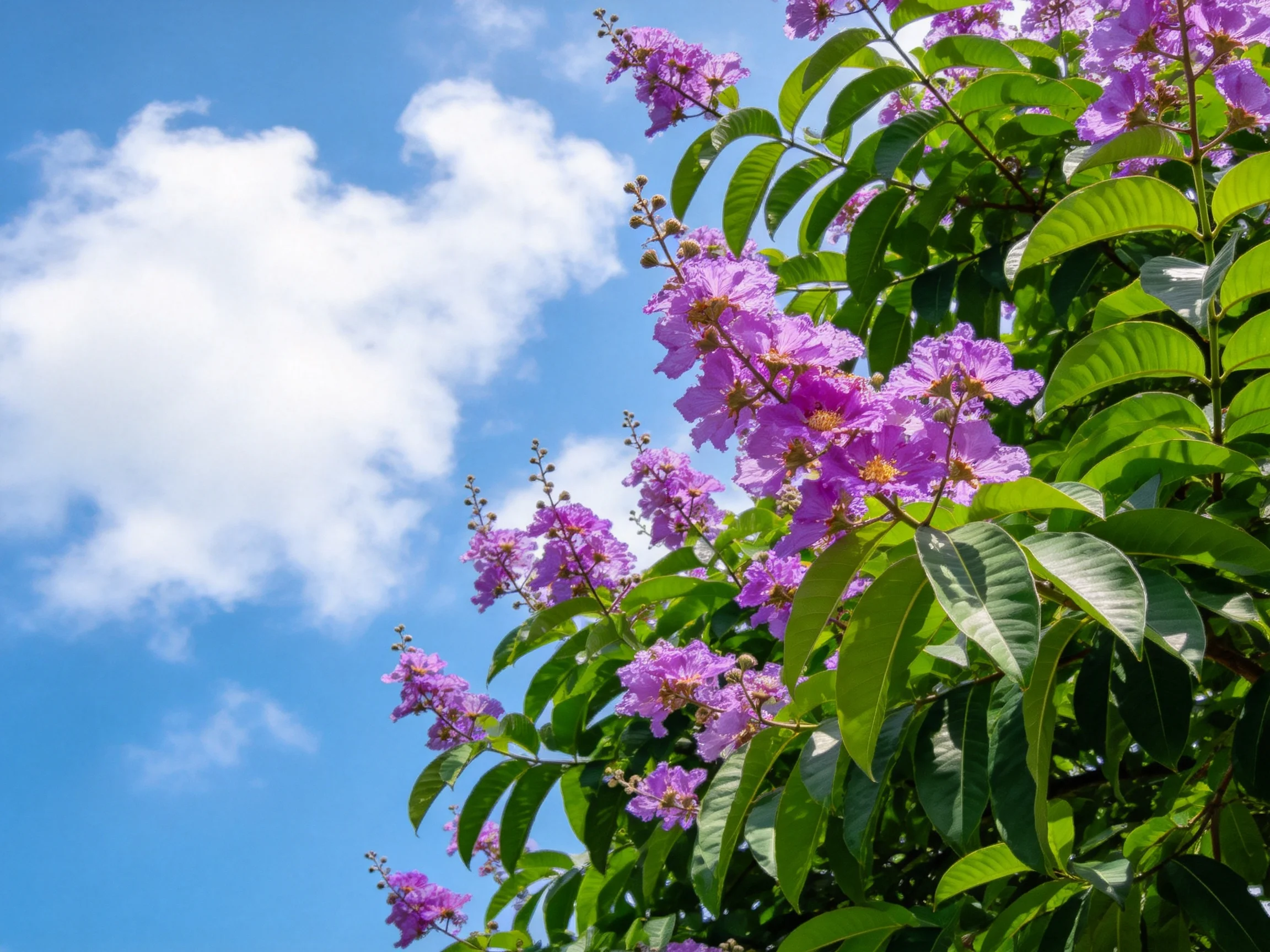 Vibrant purple flowers bloom amid lush green foliage against bright blue sky