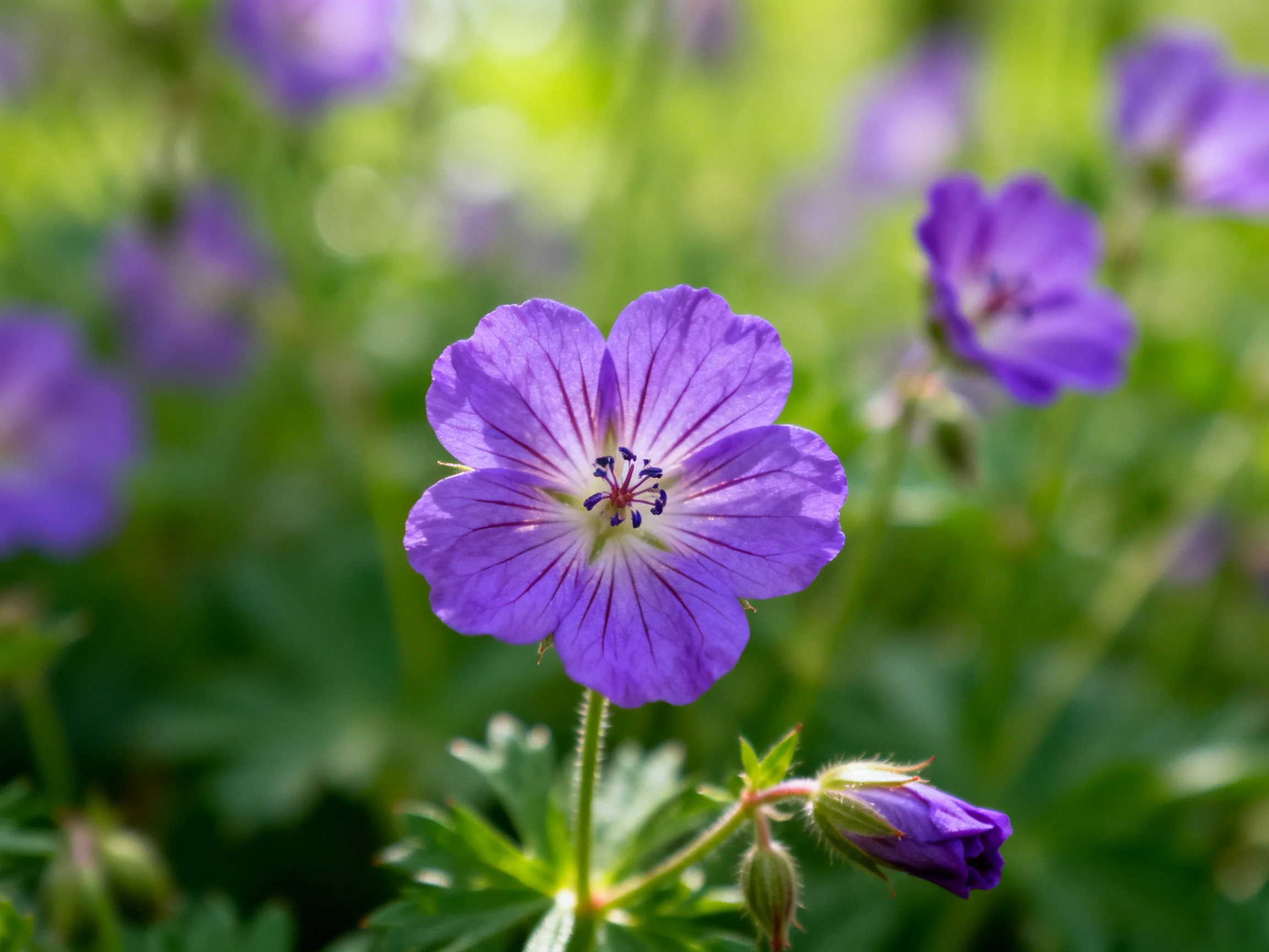 Vibrant purple geranium blooms amid lush green foliage