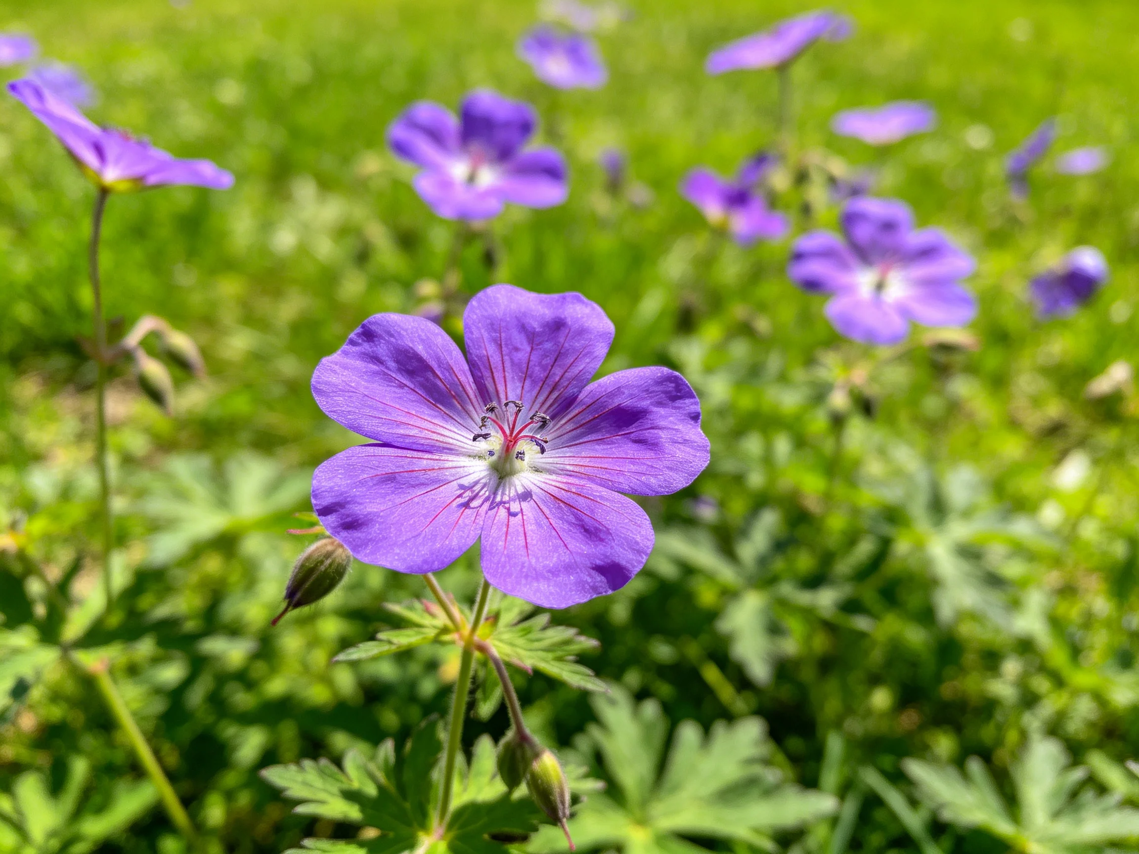 Vibrant purple geraniums bloom among lush green foliage