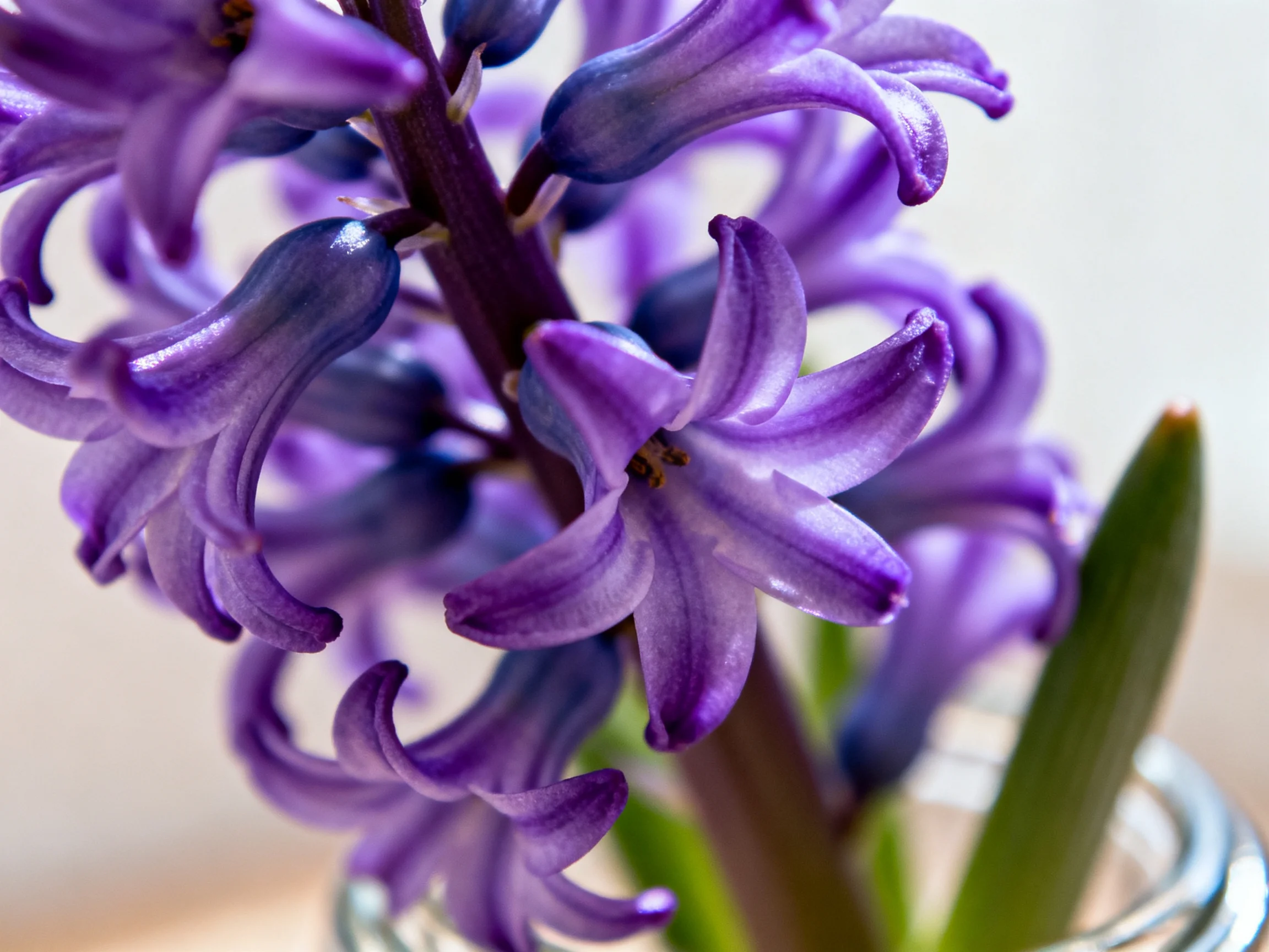 Vibrant purple hyacinth blooms in a glass container