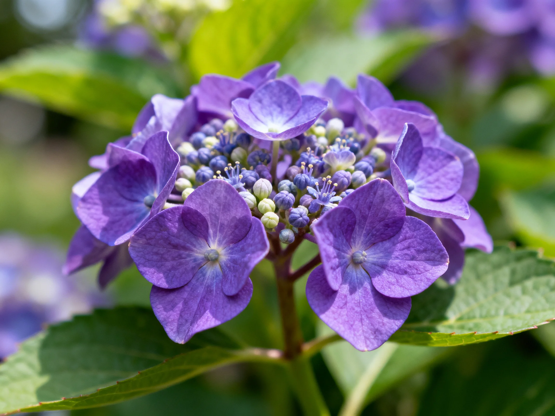 Vibrant purple hydrangea blooms surrounded by green foliage