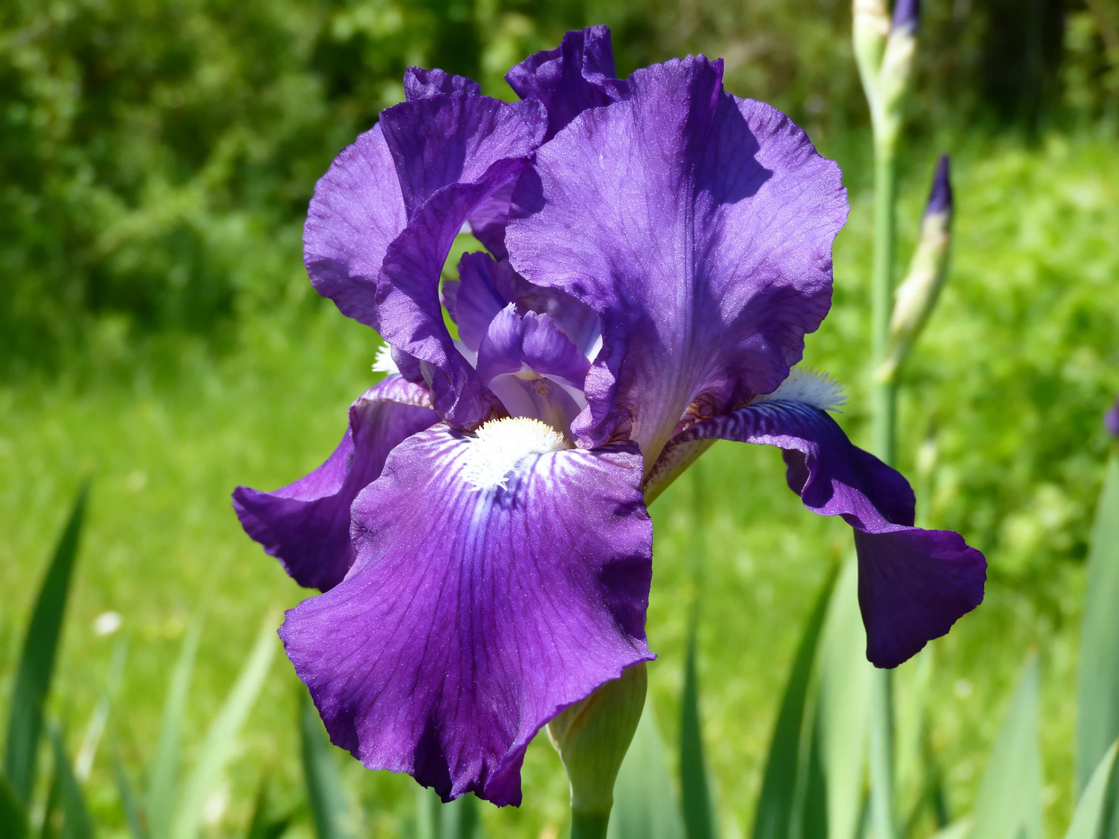 Vibrant purple iris blooms against lush green foliage