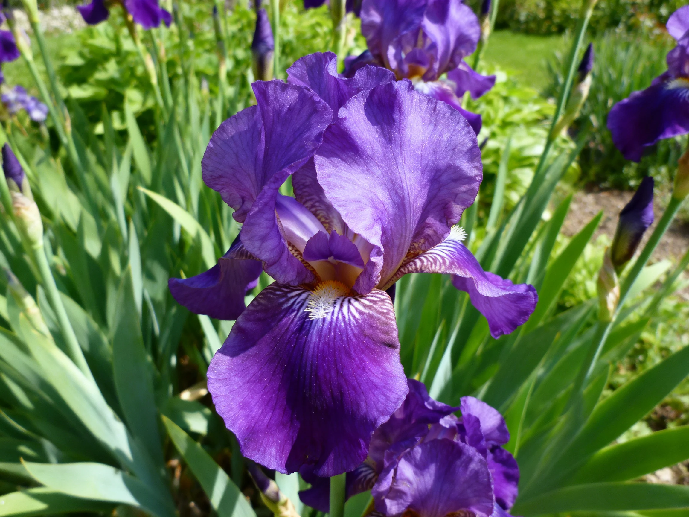 Vibrant purple iris blooms surrounded by lush green foliage