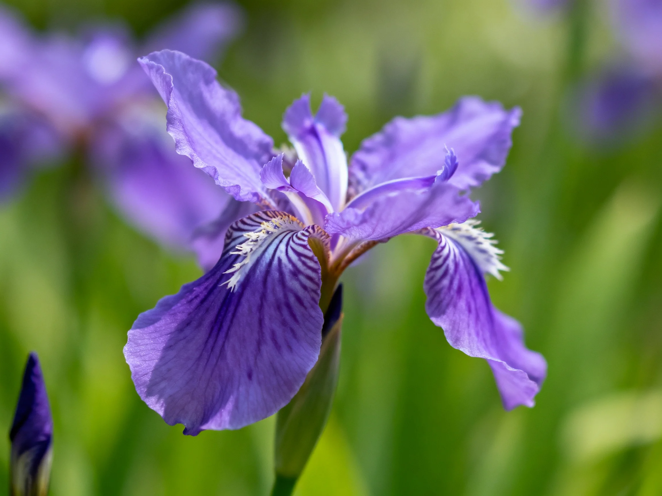 Vibrant purple iris blooms with intricate petal details