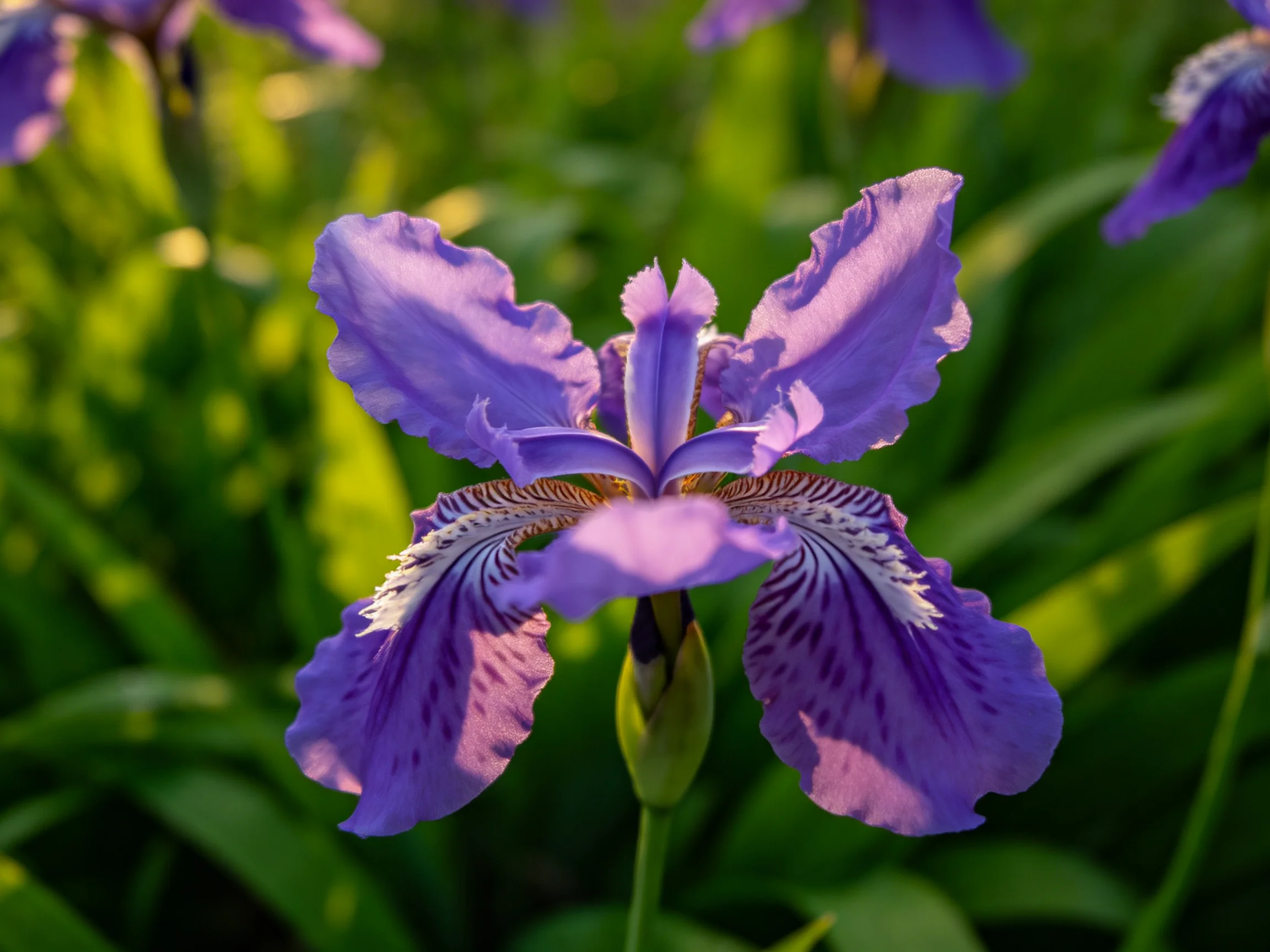 Vibrant purple iris blooms with ruffled petals against lush greenery