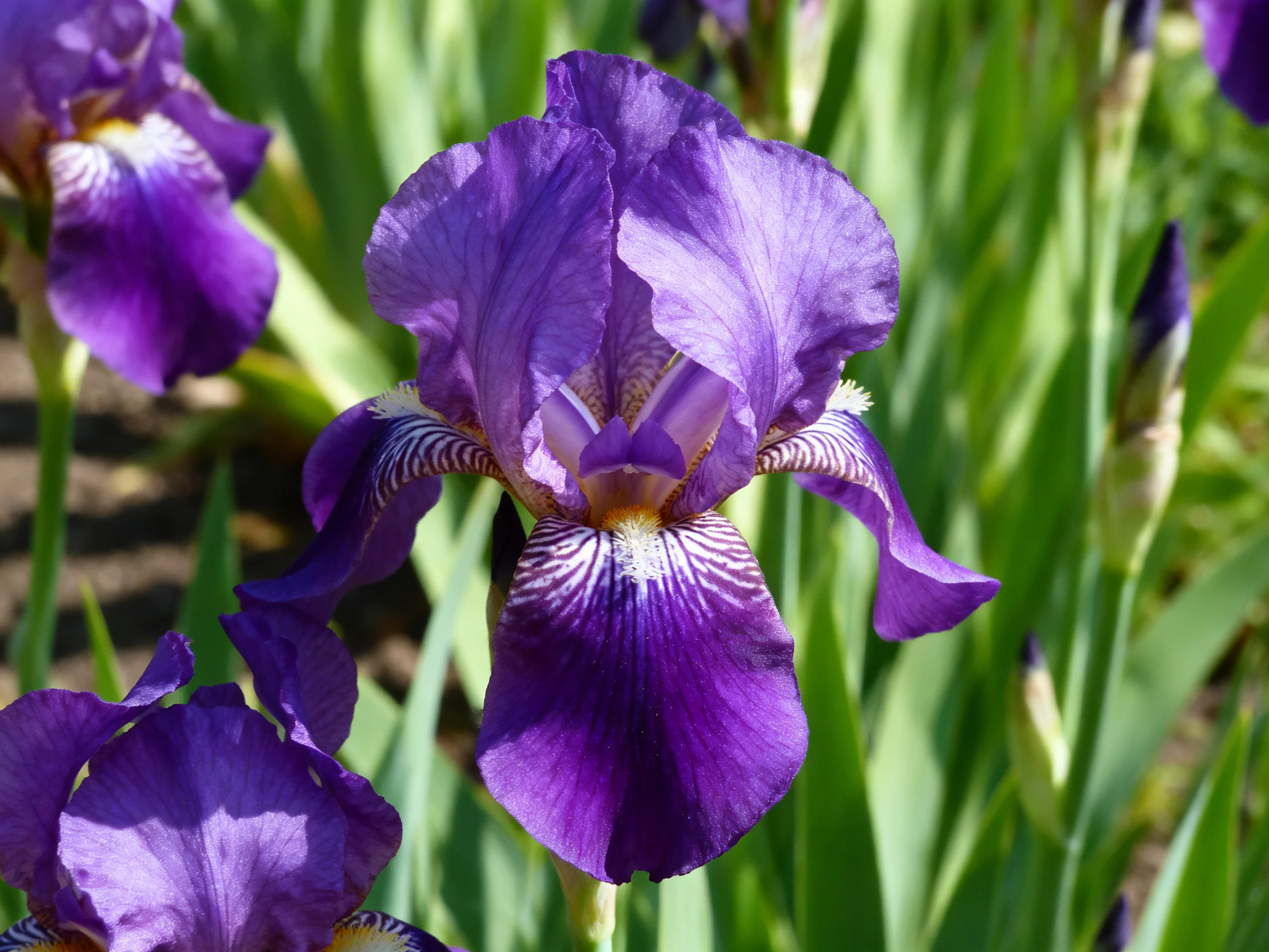 Purple iris flowers bloom vibrantly amid green foliage in a sunny garden.