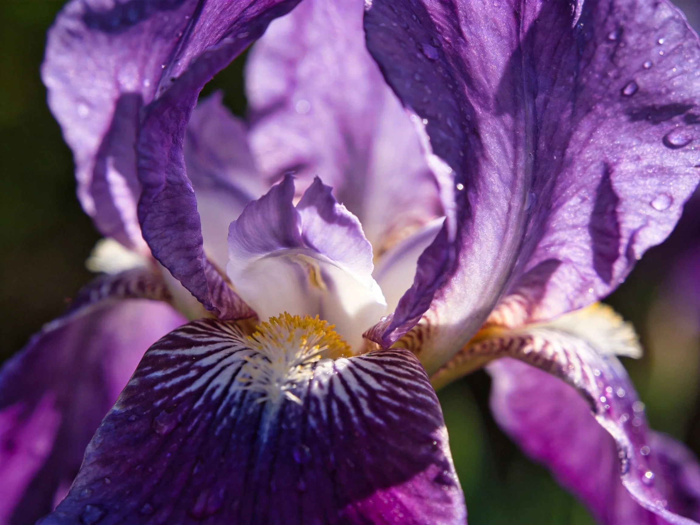 Vibrant purple iris blooms with water droplets and intricate petal details