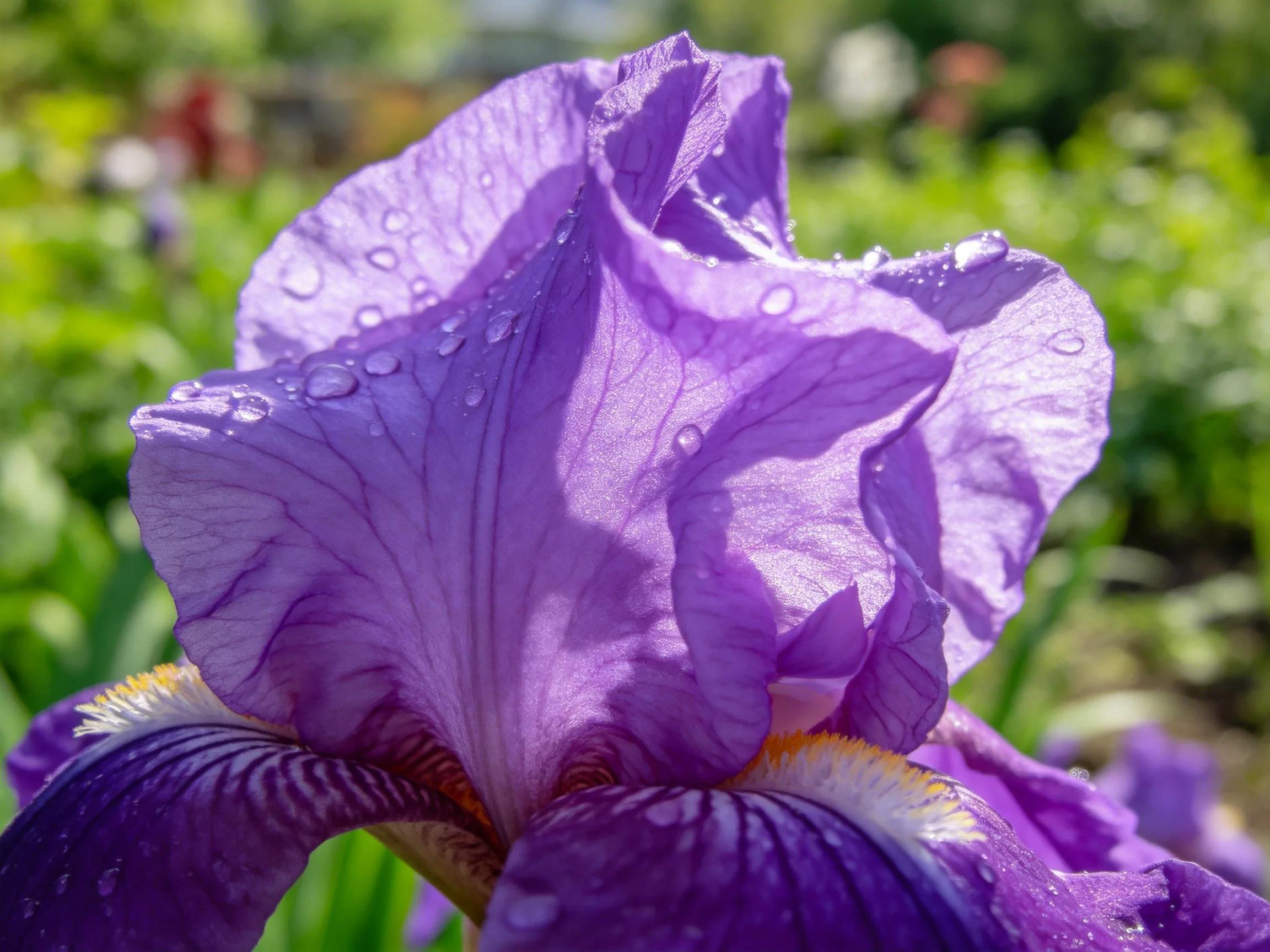 Vibrant purple iris flower with water droplets in a green garden