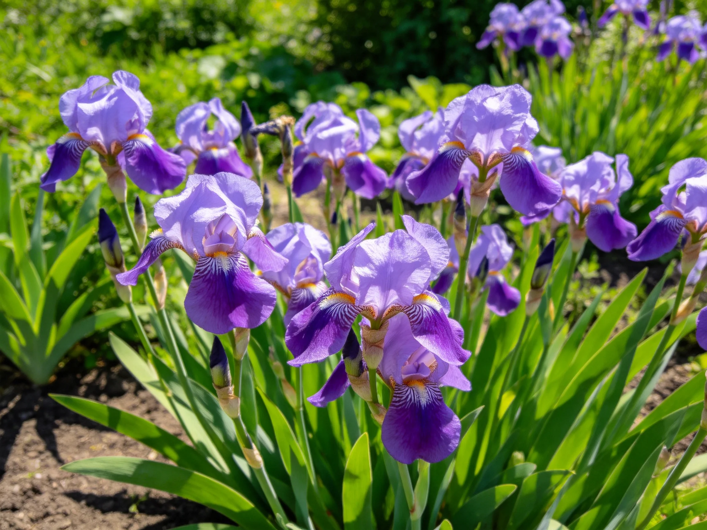 Vibrant purple iris flowers bloom in a lush green garden