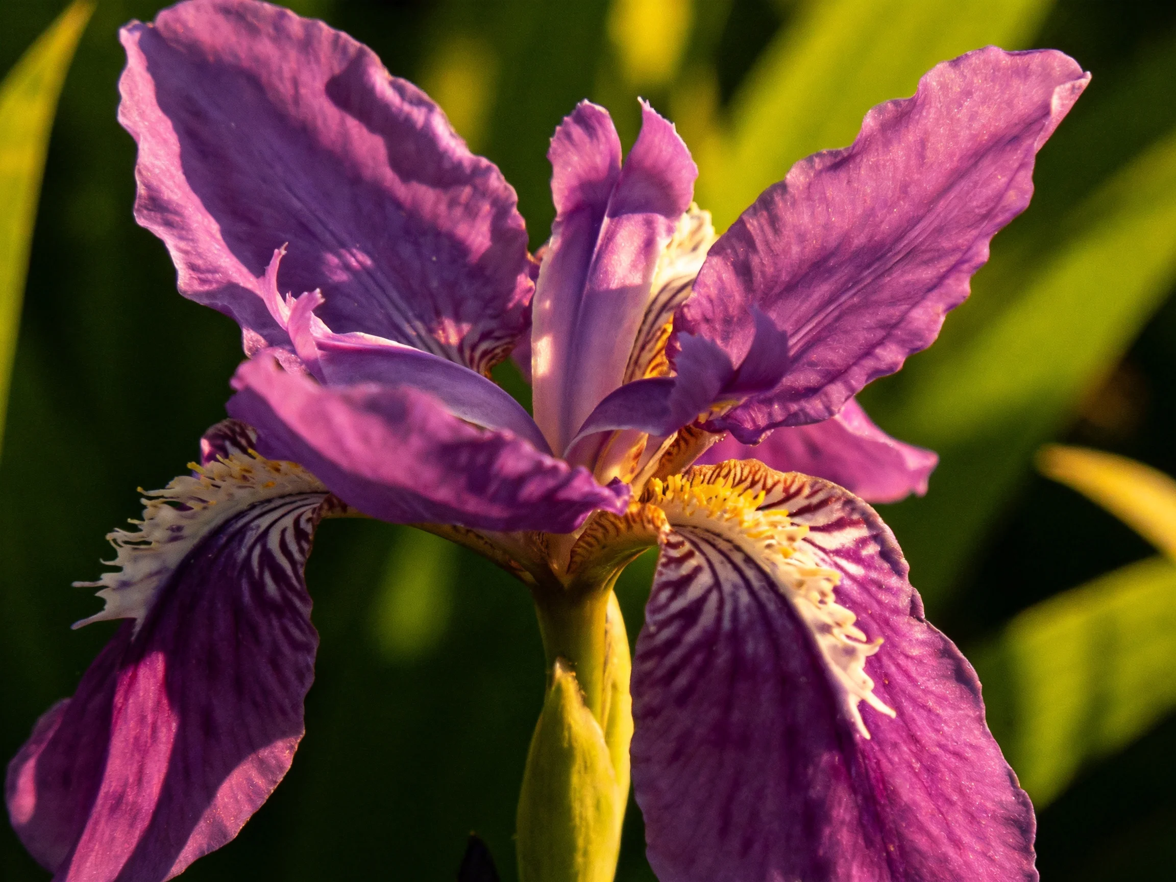 Vibrant purple iris with detailed petal textures