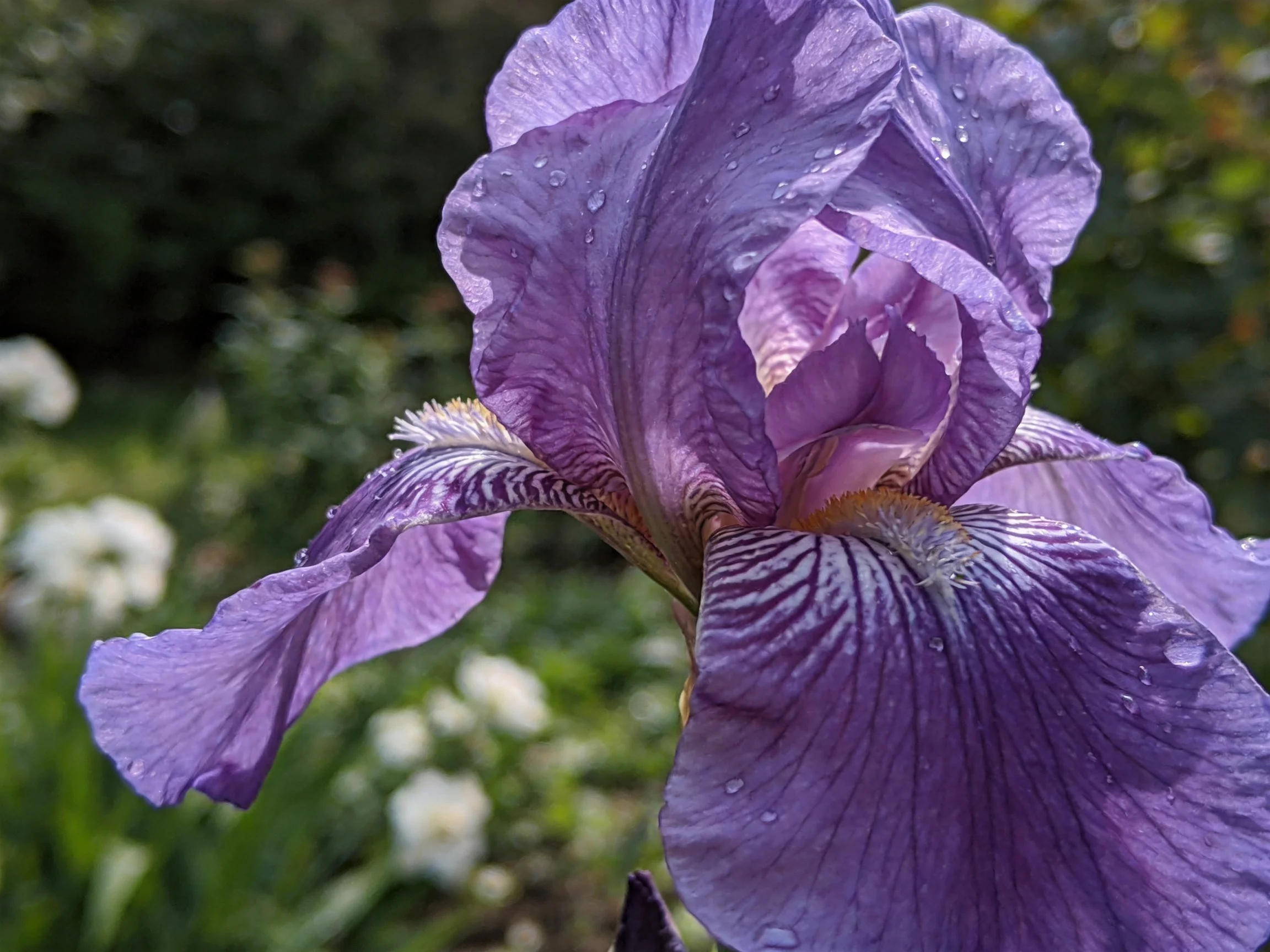 Vibrant purple iris with water droplets in a lush garden