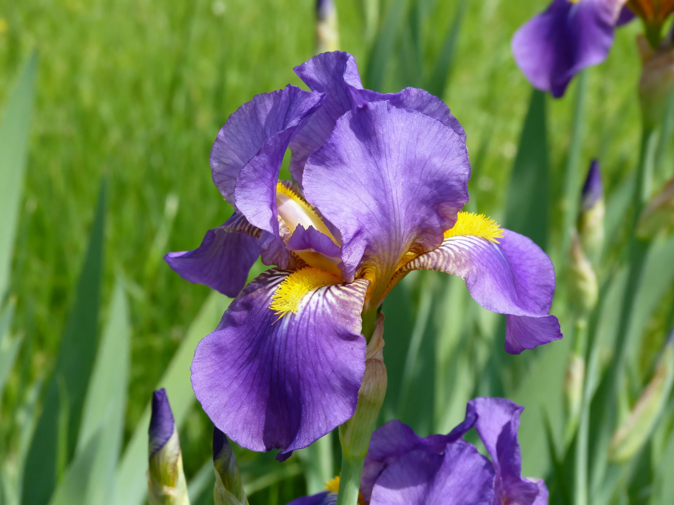 Vibrant purple irises bloom amid lush green foliage.