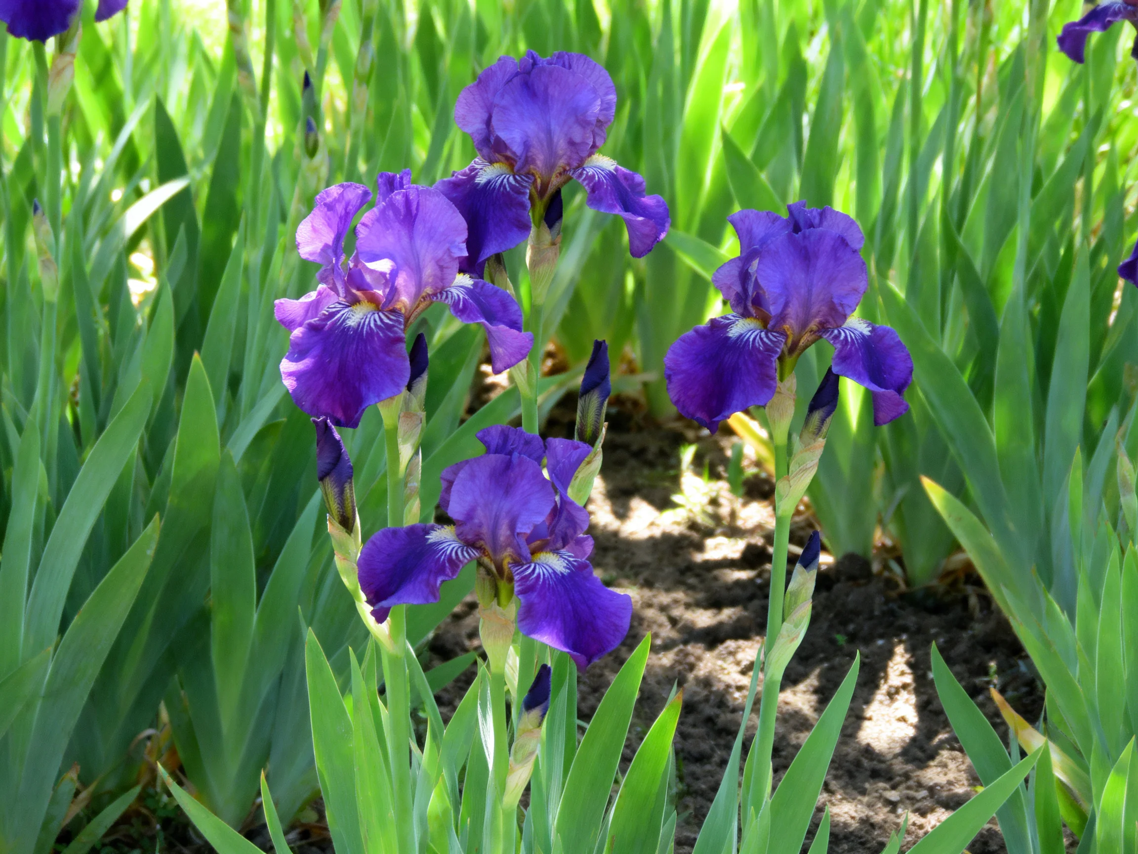 Vibrant purple irises bloom among lush green foliage