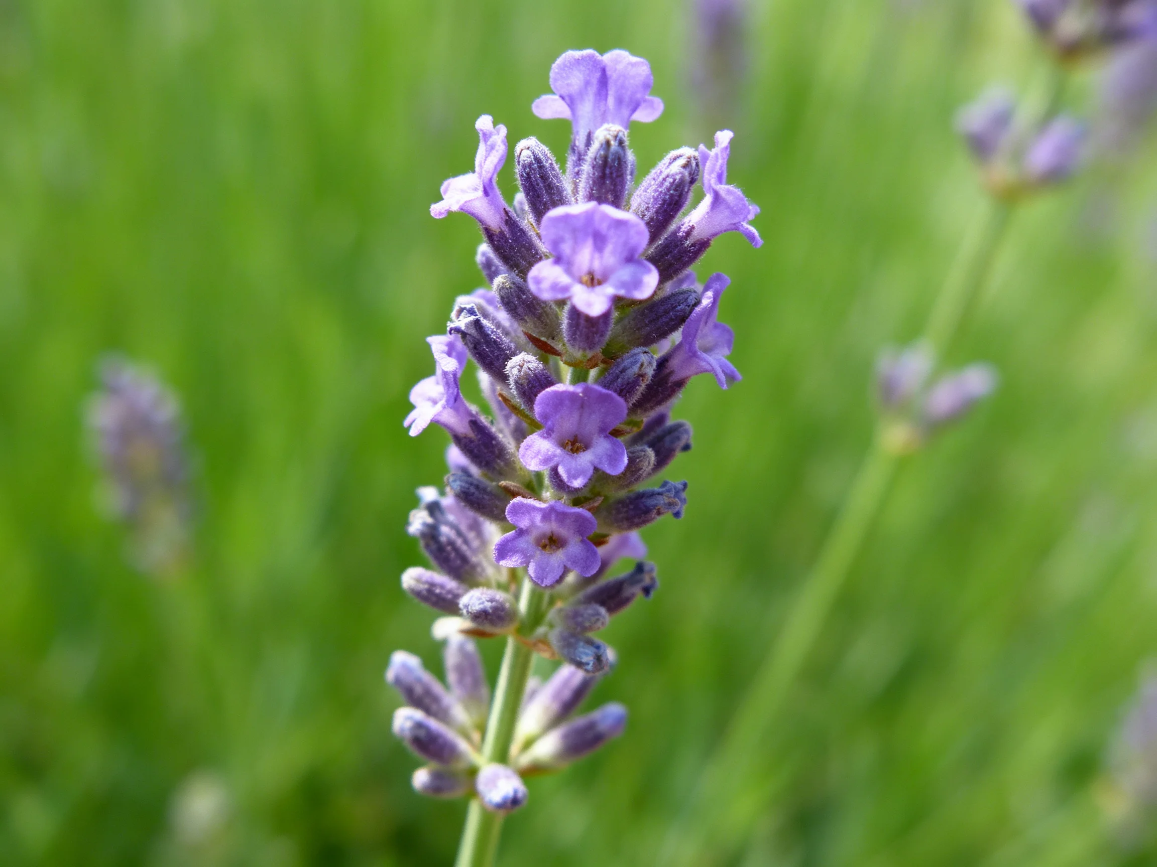 Vibrant purple lavender blooms stand out against greenery