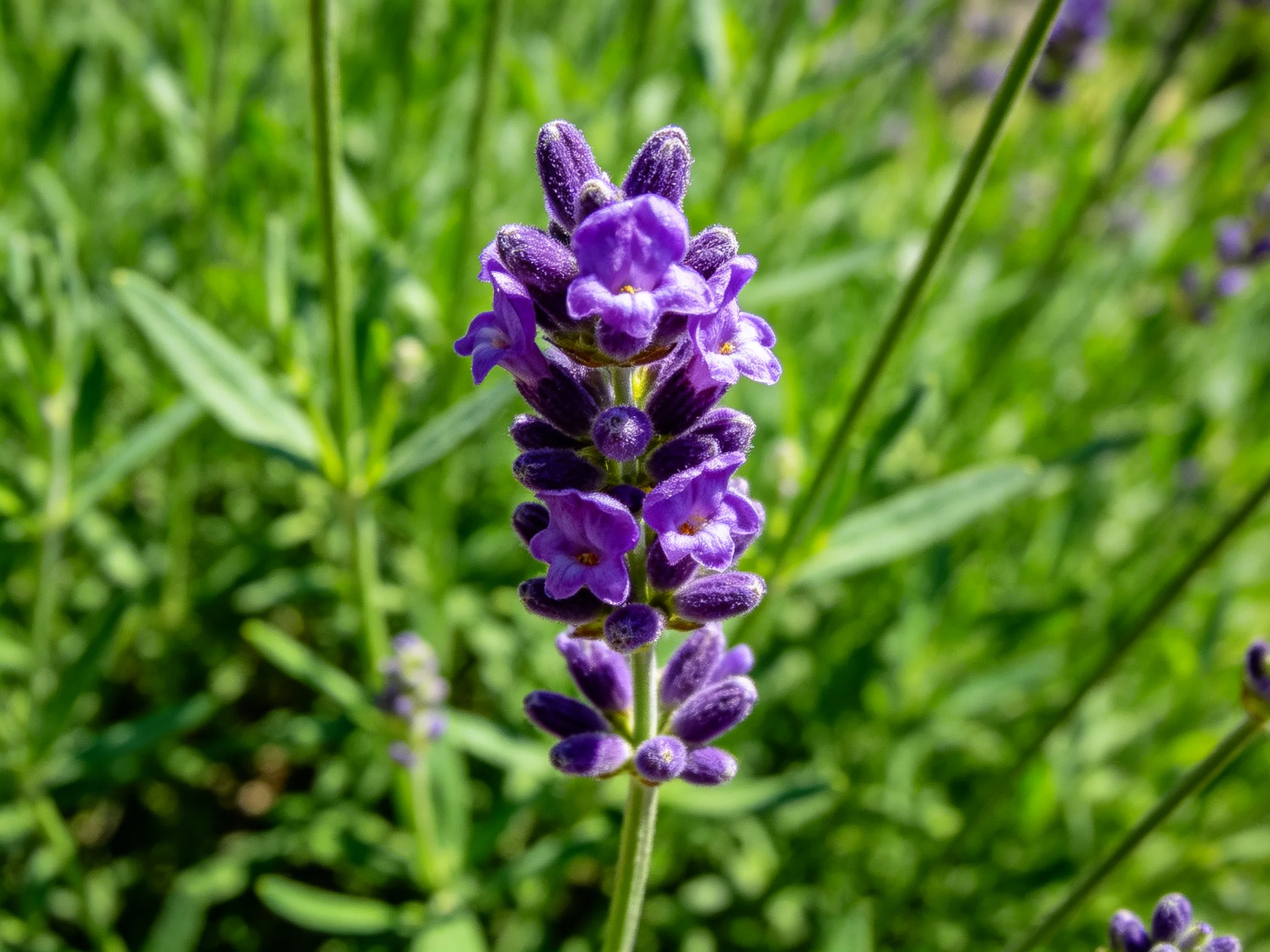 Vibrant purple lavender blooms stand out among lush green foliage