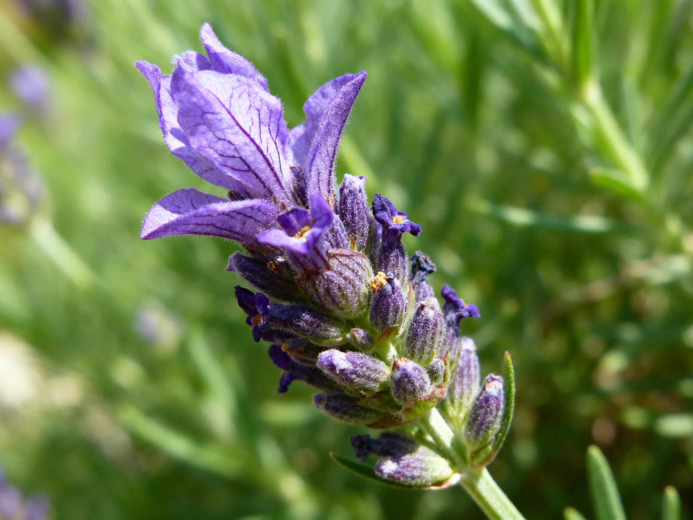 Vibrant purple lavender flower cluster with green foliage