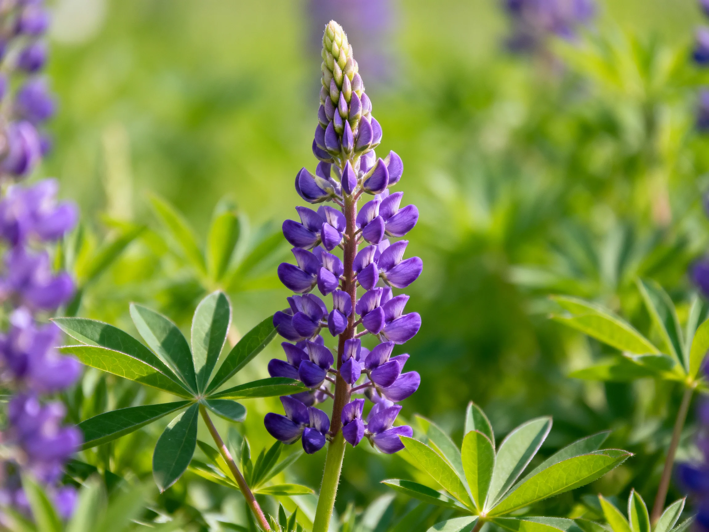 Vibrant purple lupine blooms stand tall among lush green foliage