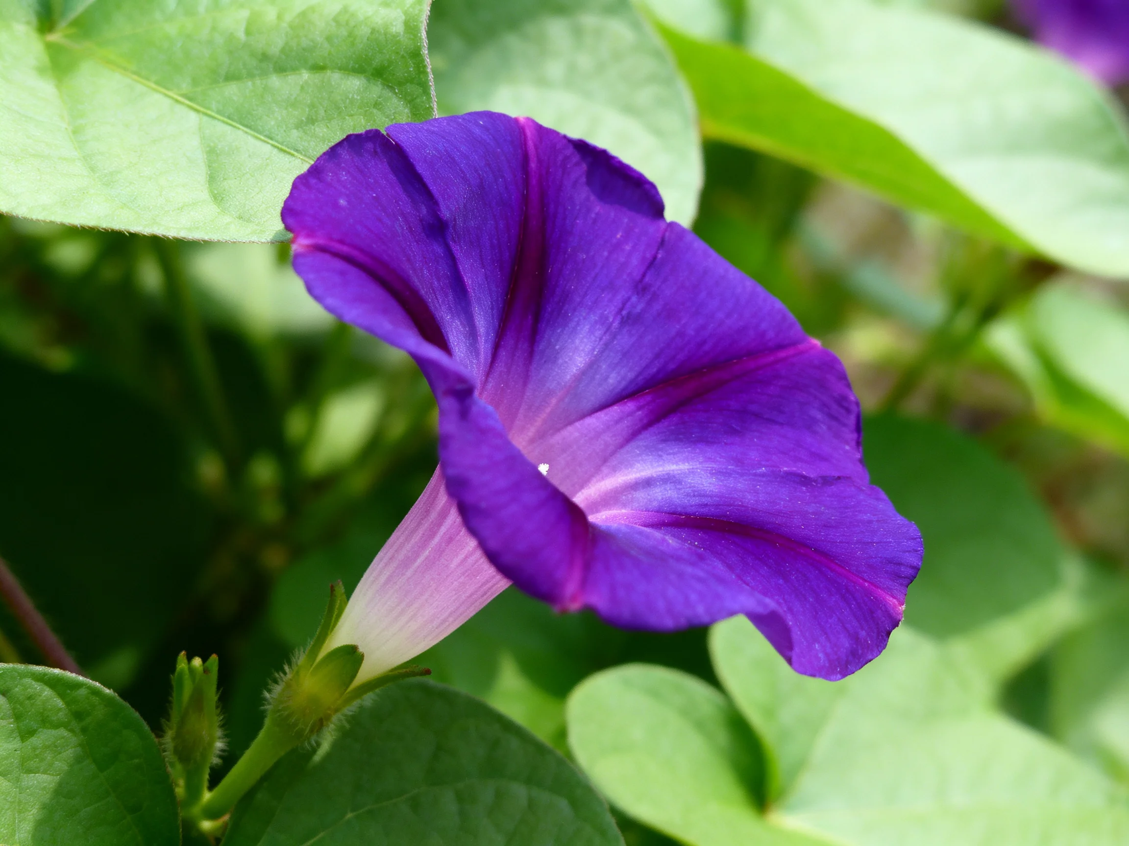 Vibrant purple morning glory flower amidst lush green foliage