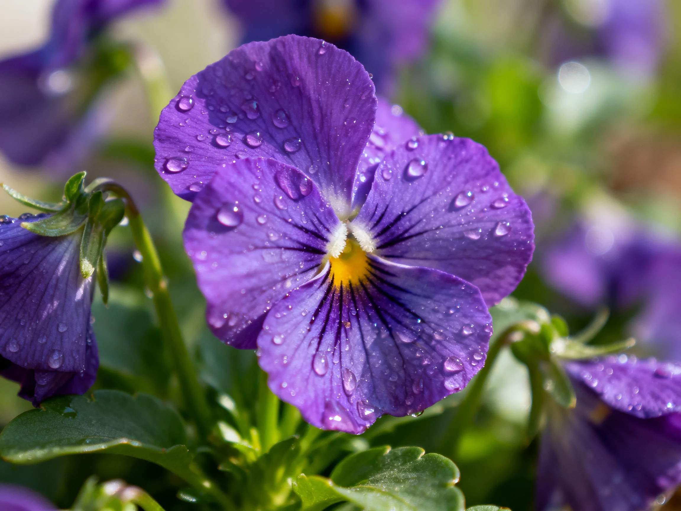 Vibrant purple pansy with glistening dewdrops amid lush greenery