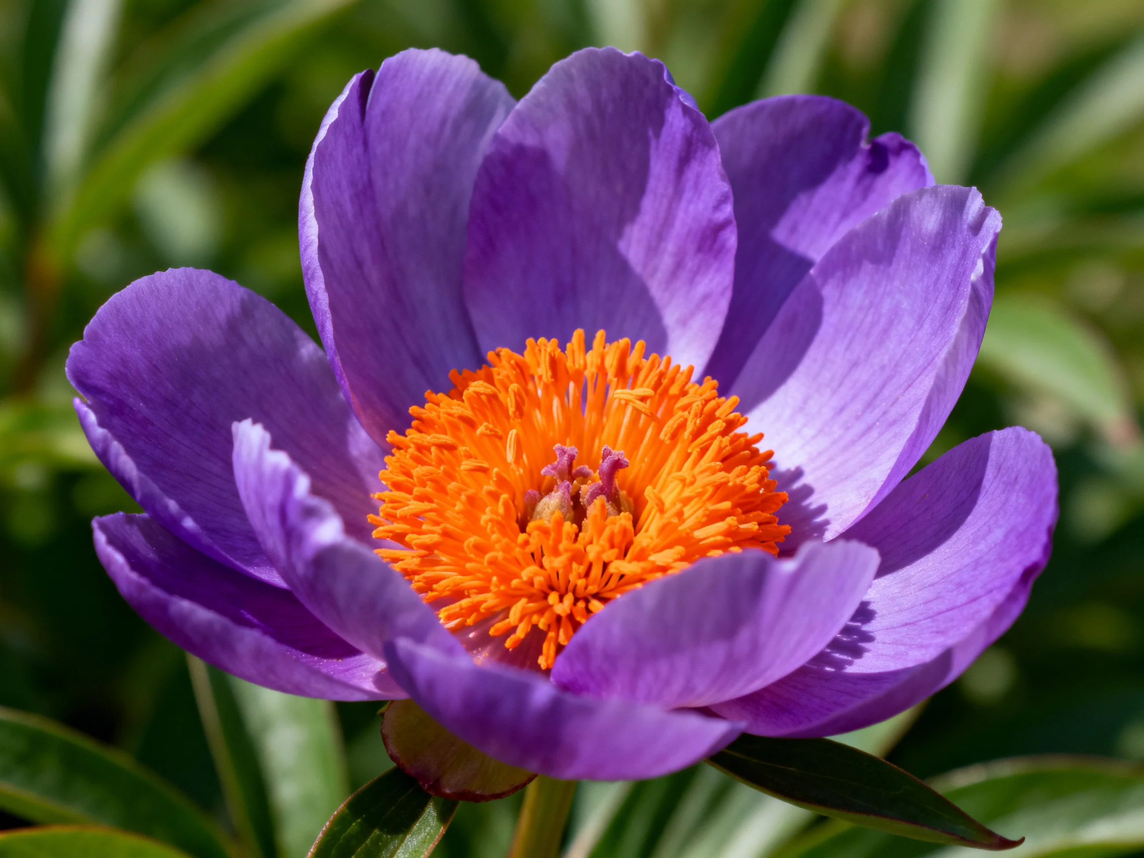 Vibrant purple peony with bright orange central core