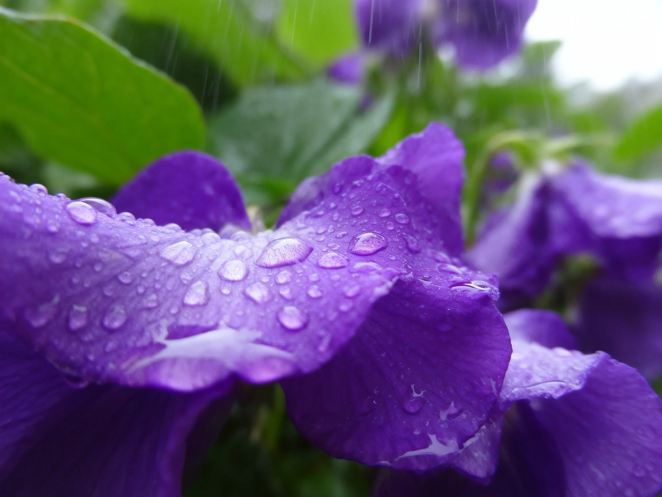 Vibrant purple petals dotted with water droplets among lush green leaves