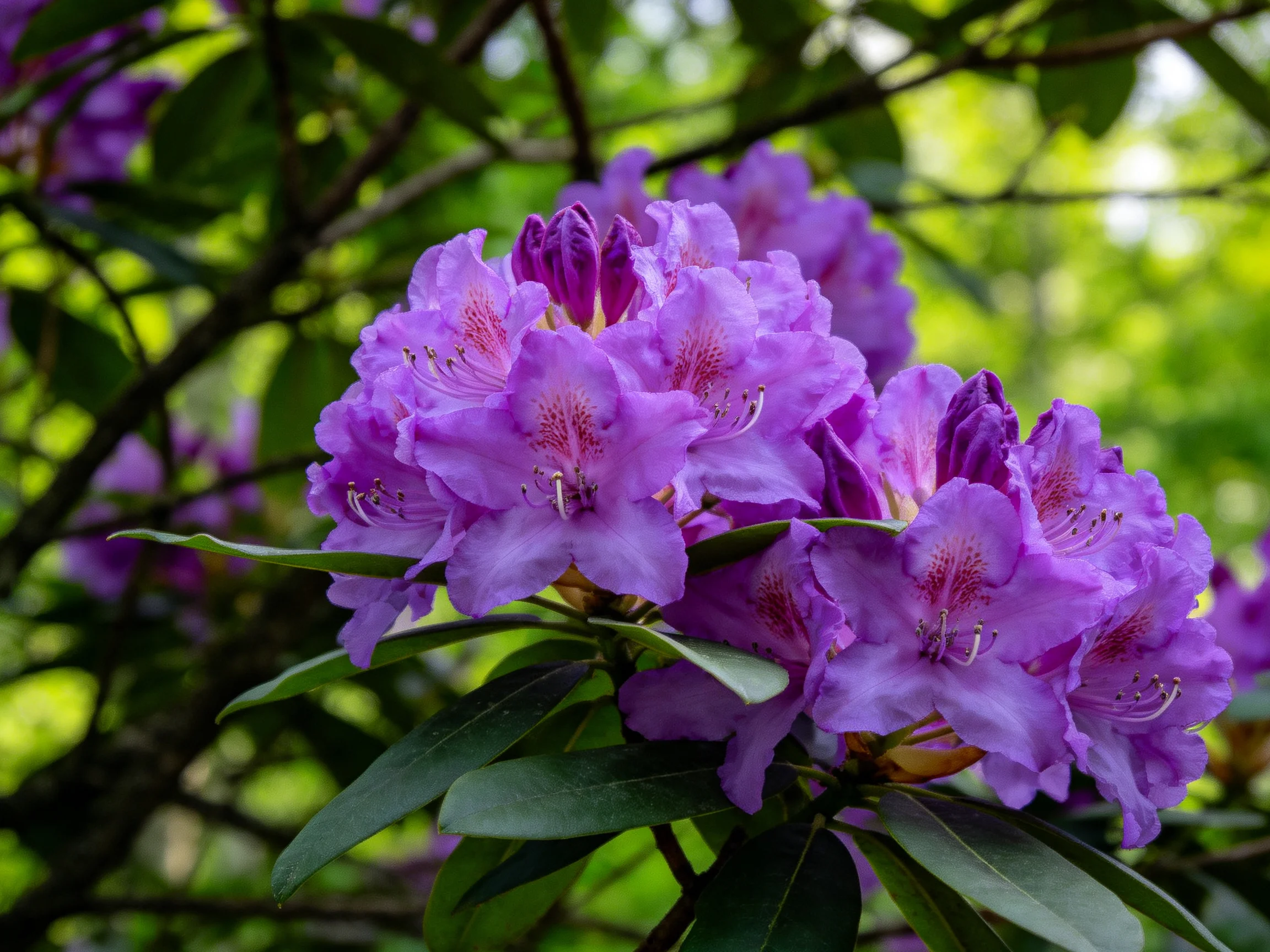 Vibrant purple rhododendron blooms clustered among green foliage