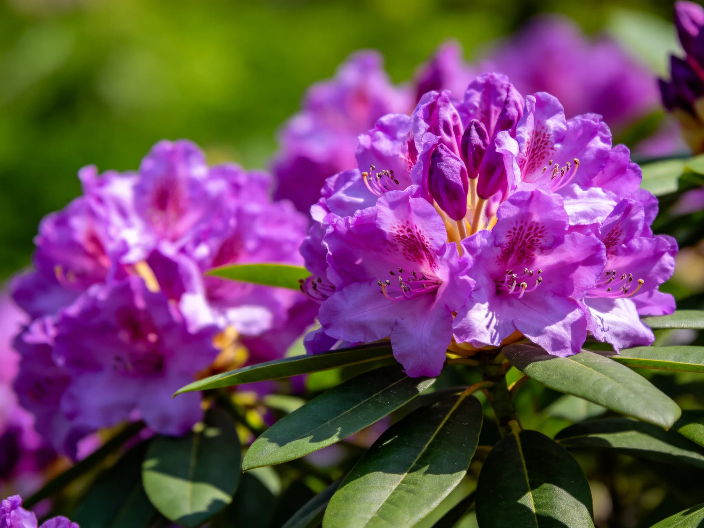 Purple rhododendron blooms are surrounded by soft green foliage in a sunlit environment.
