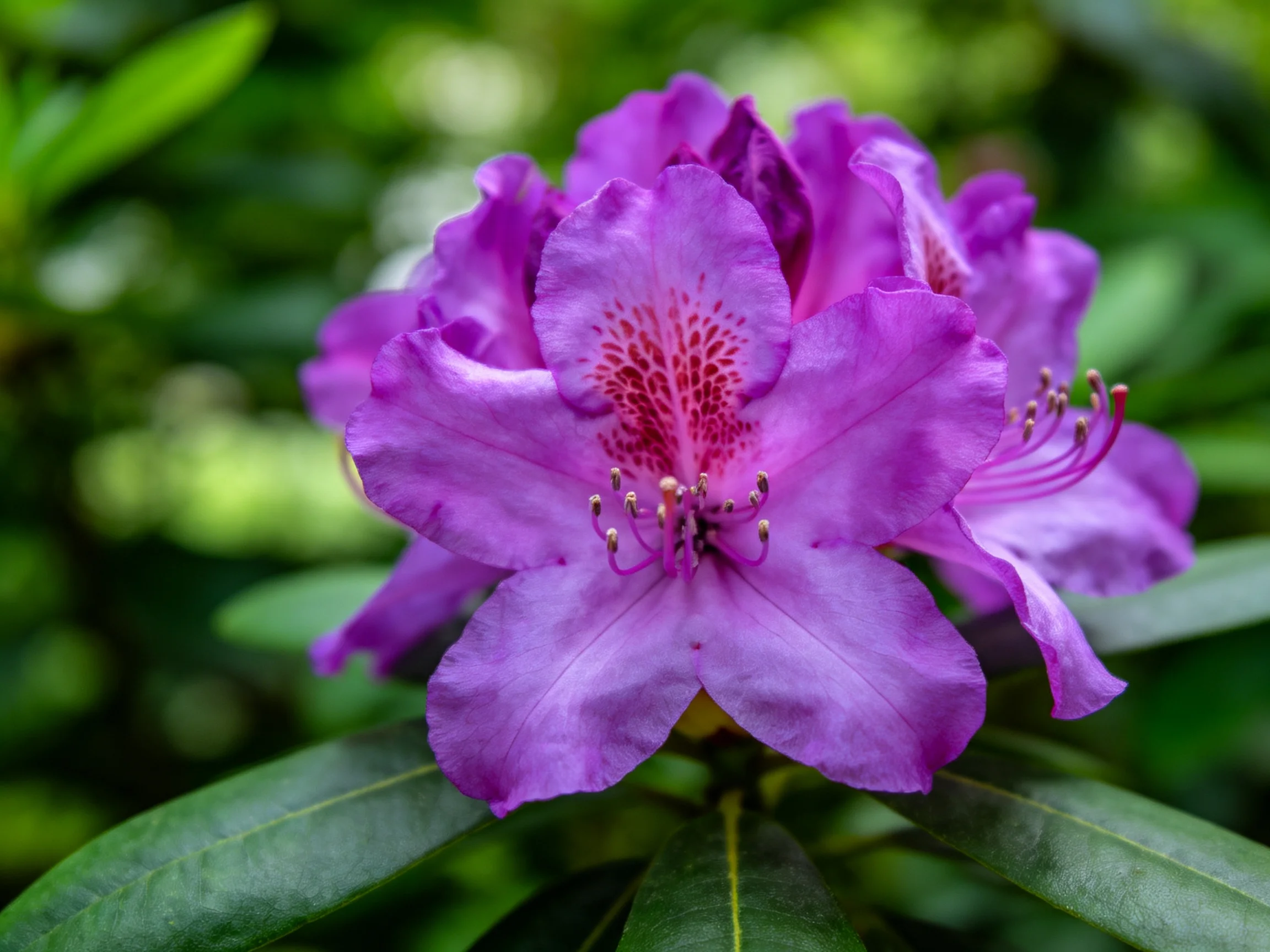 Vibrant purple rhododendron blooms with pink centers amidst lush green foliage