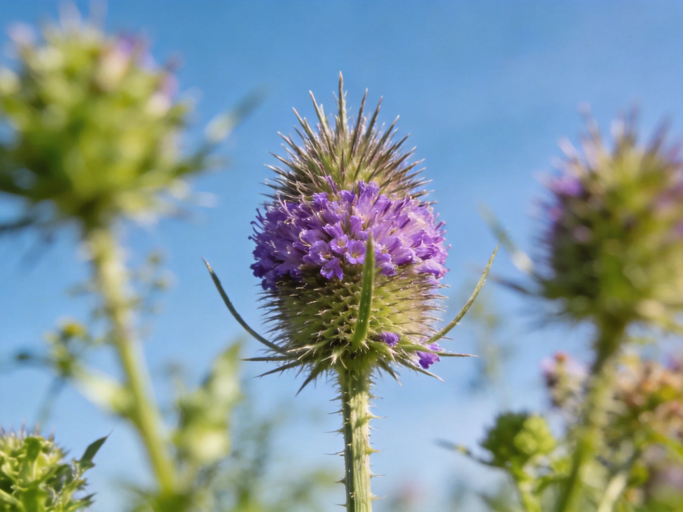 Vibrant purple thistle blooms with spiky centers under bright blue sky