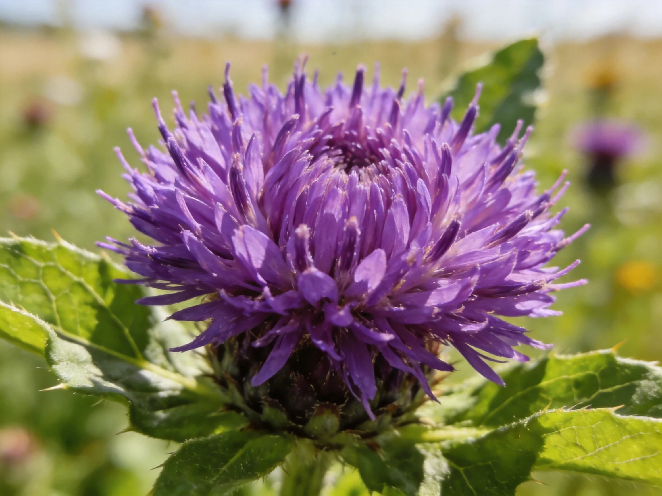Vibrant purple thistle flower with spiky petals and green foliage