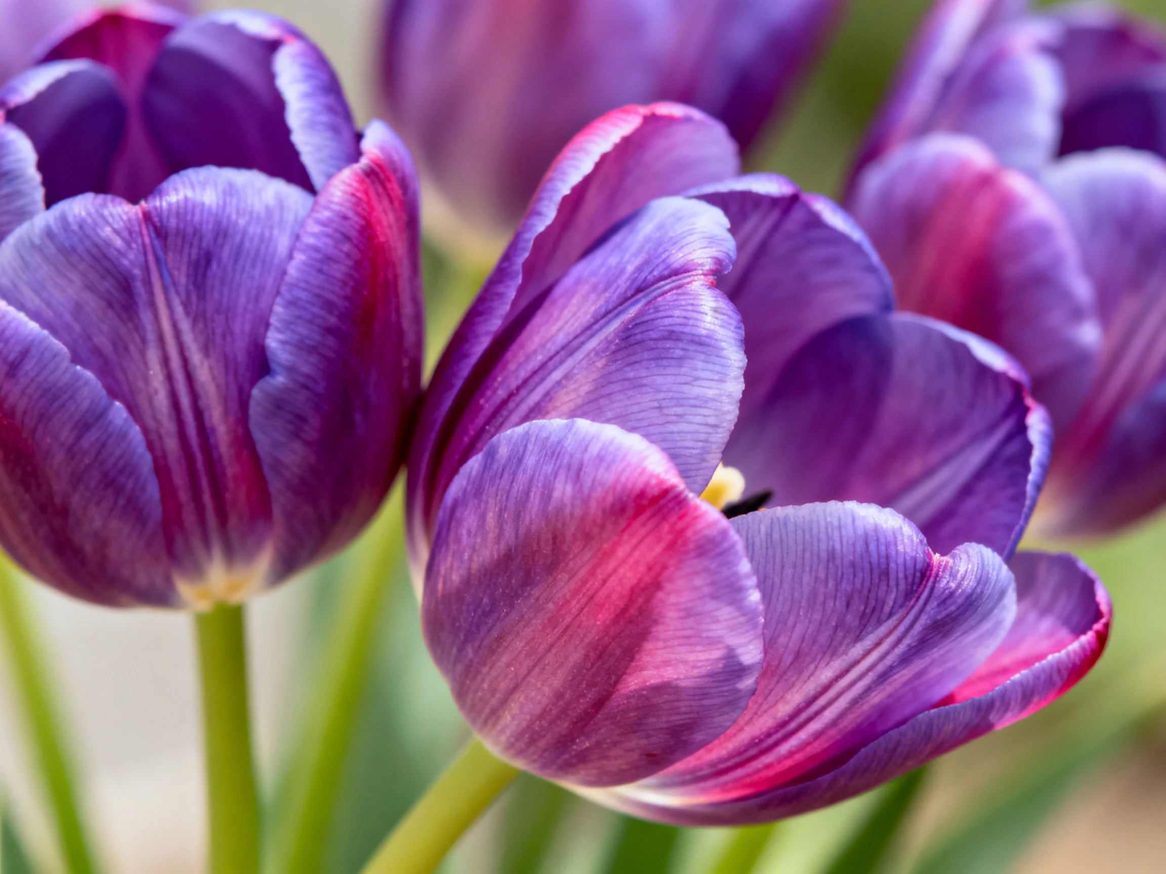 Vibrant purple tulips with pink accents bloom in soft natural light