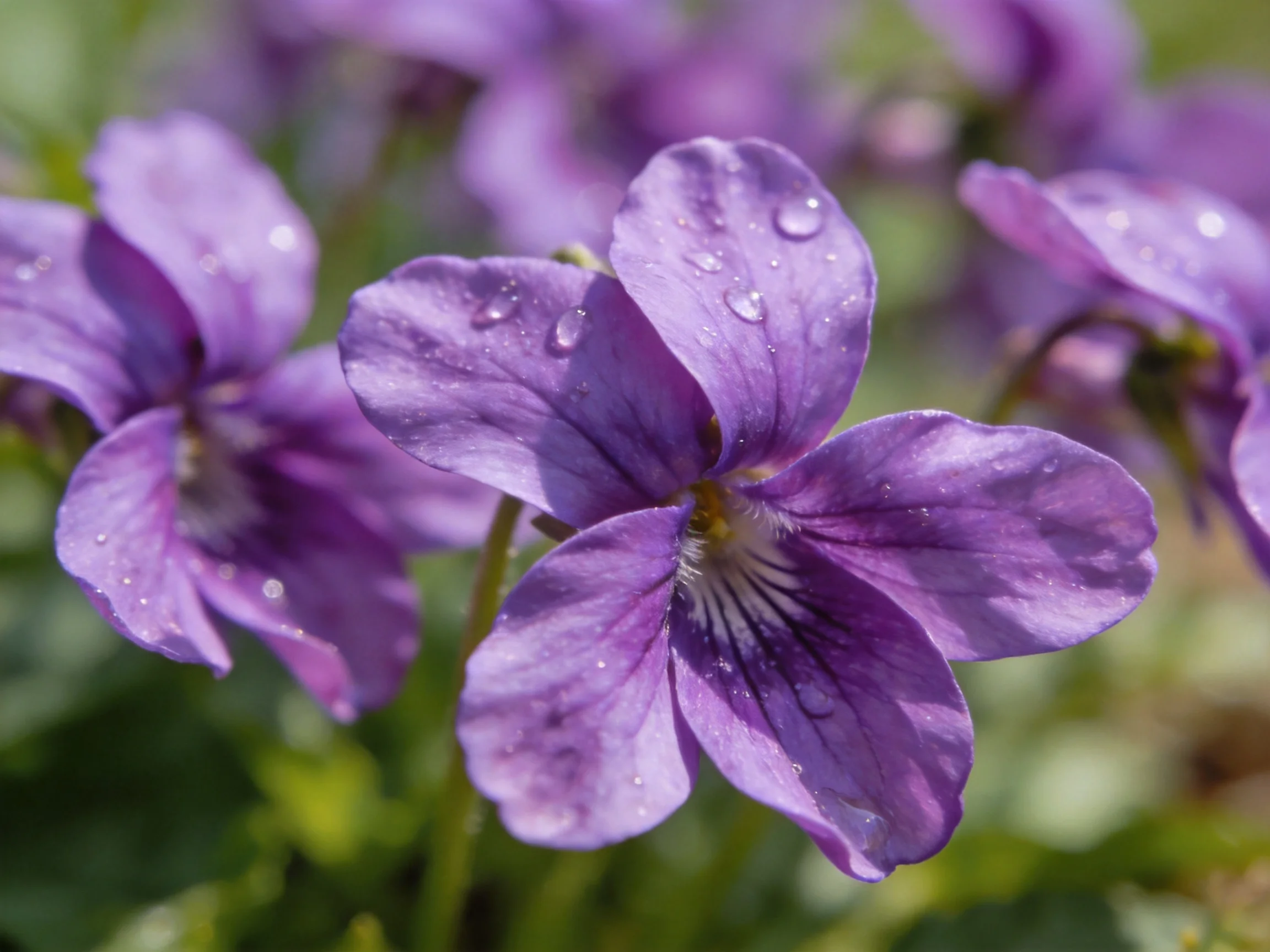 Vibrant purple violet flowers with dewdrops amid greenery