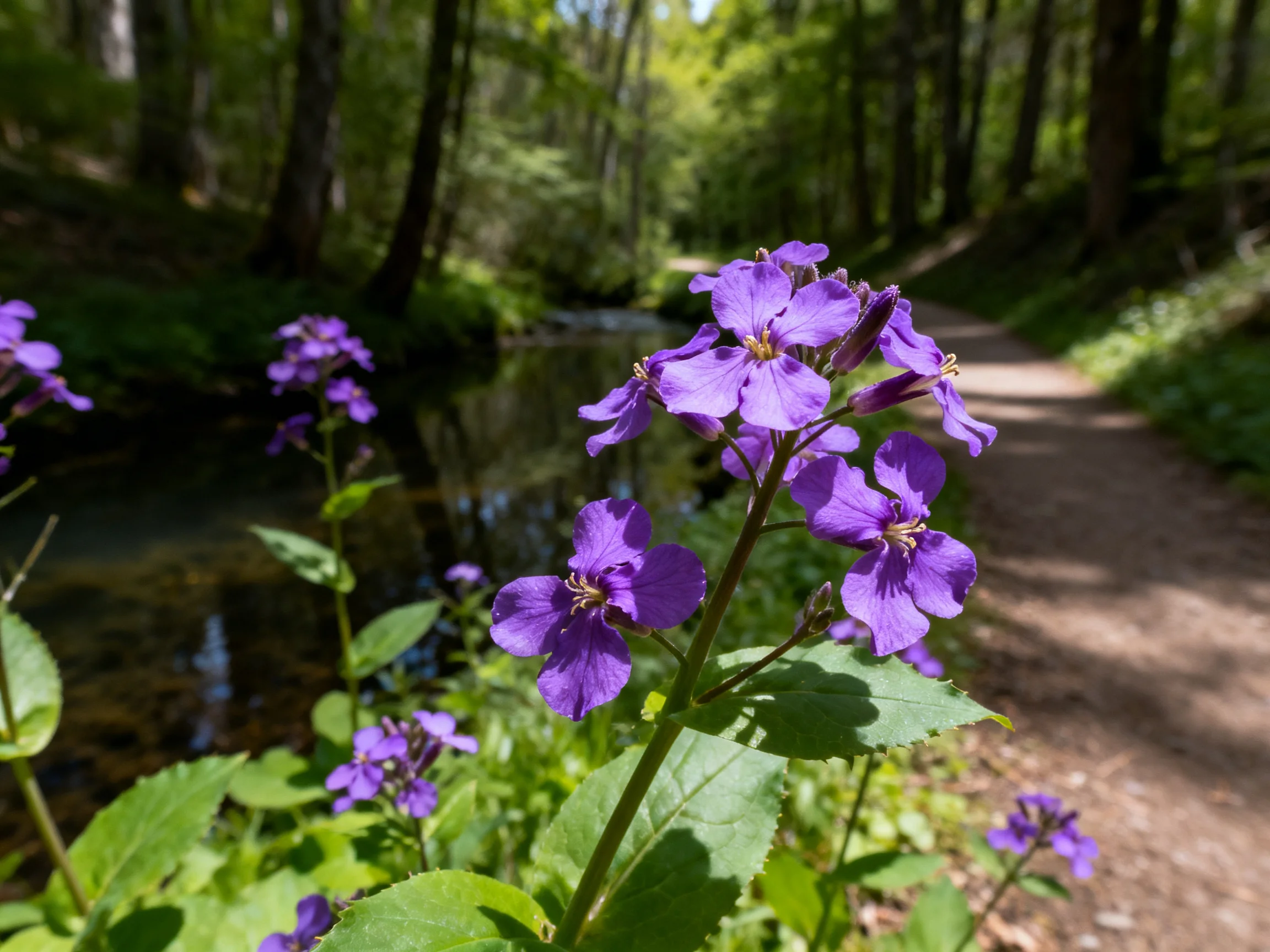 Vibrant purple wildflowers along a shaded forest trail beside a calm stream