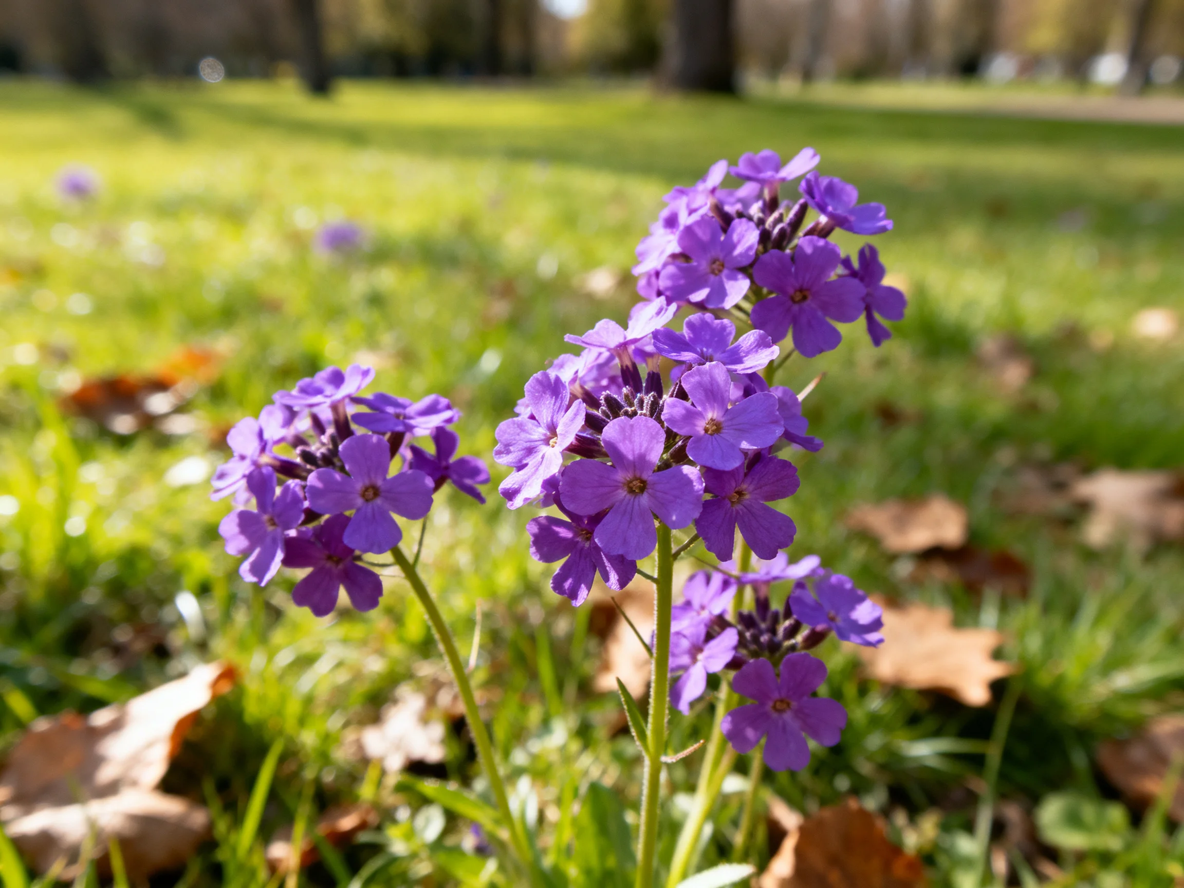 Vibrant purple wildflowers bloom among lush green grass in a sunlit park