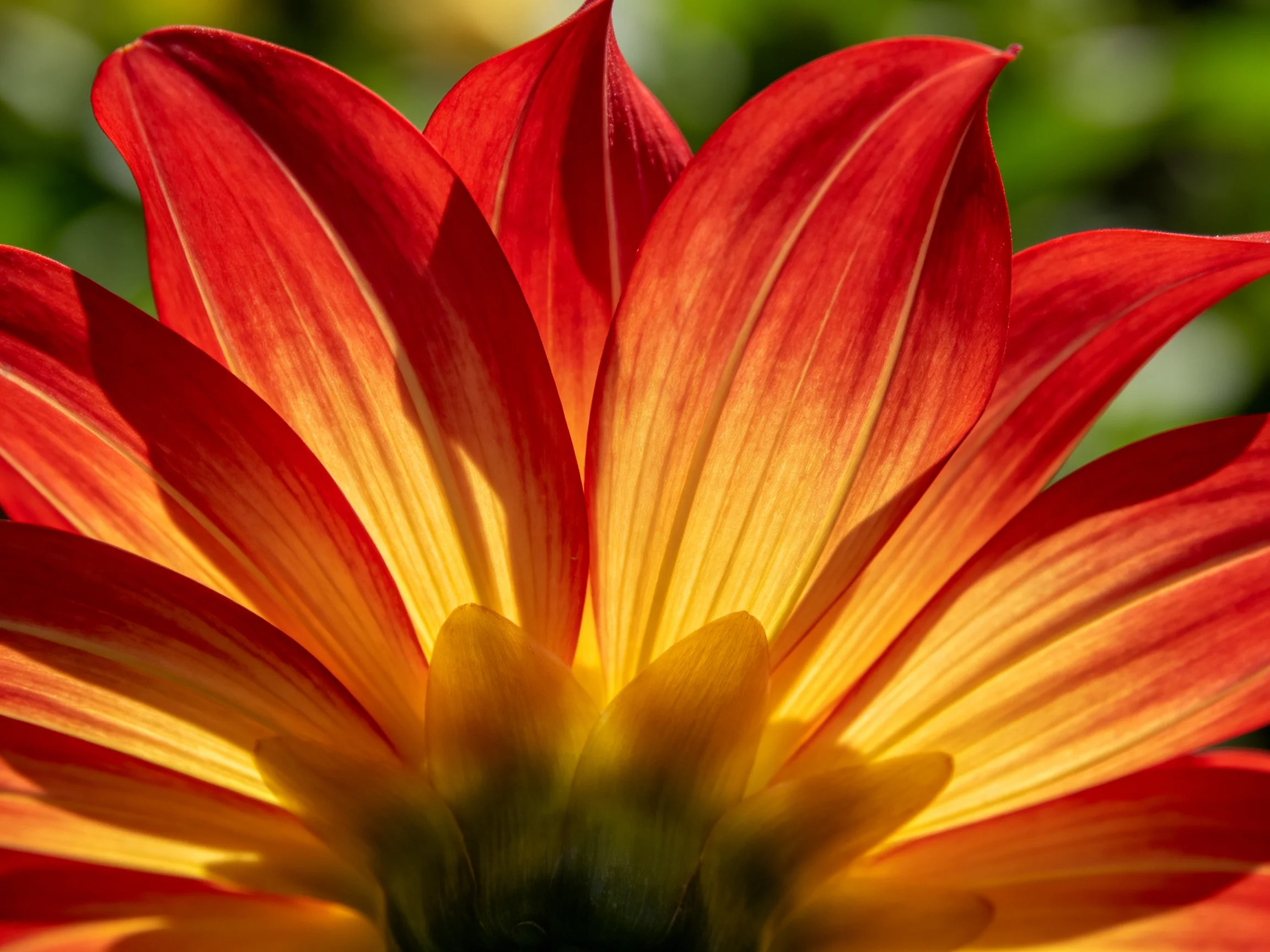 Vibrant red and golden petals of a large flower in sharp focus