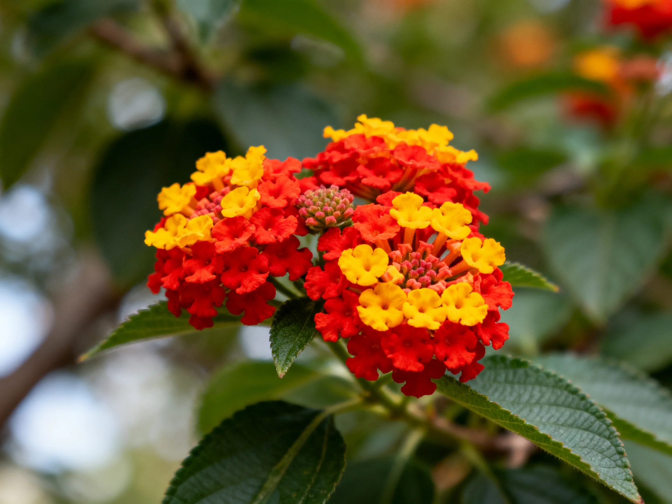 Vibrant red and yellow flower clusters bloom among lush green foliage