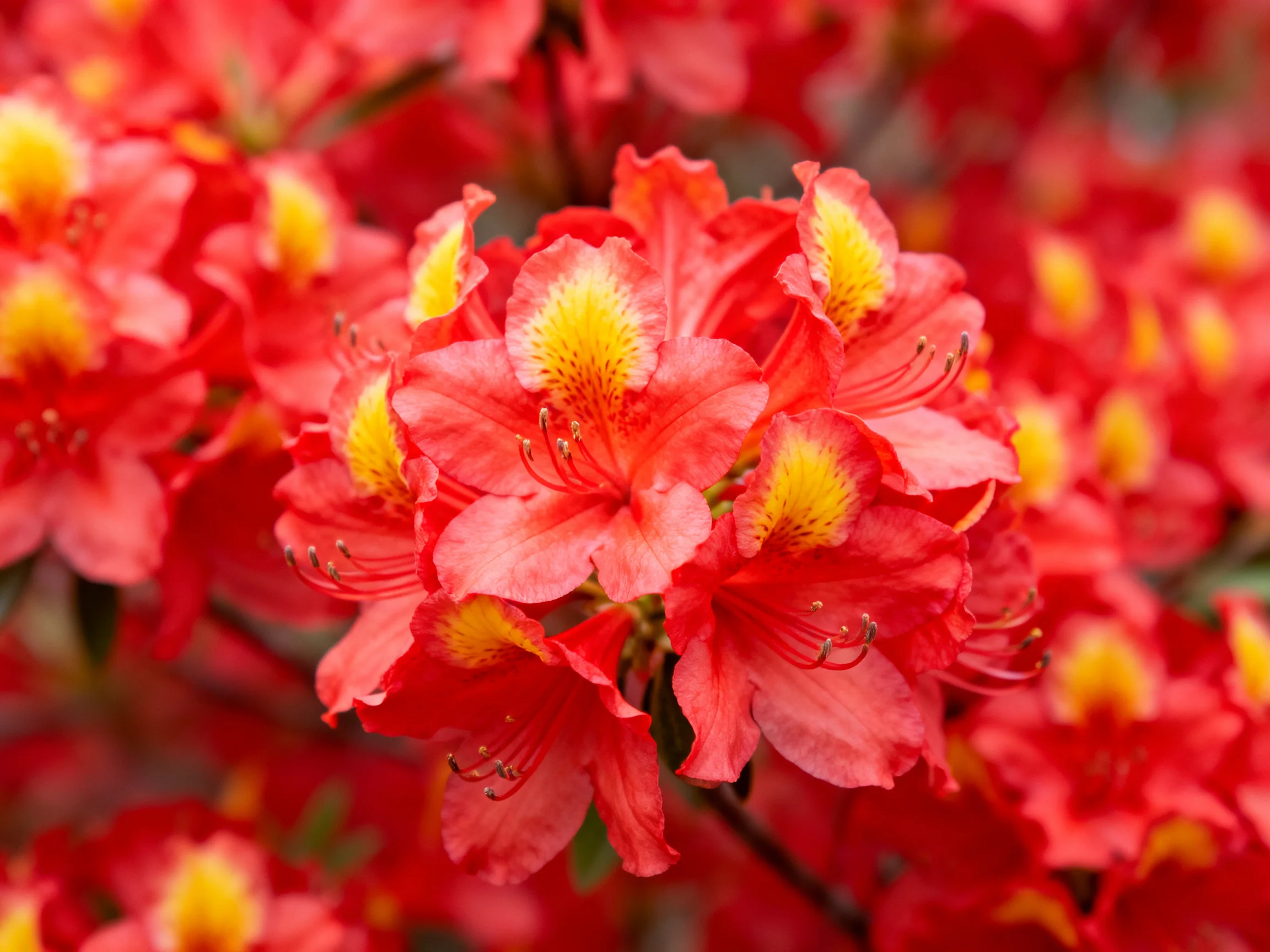 Vibrant red azalea blooms with golden-yellow centers fill the frame