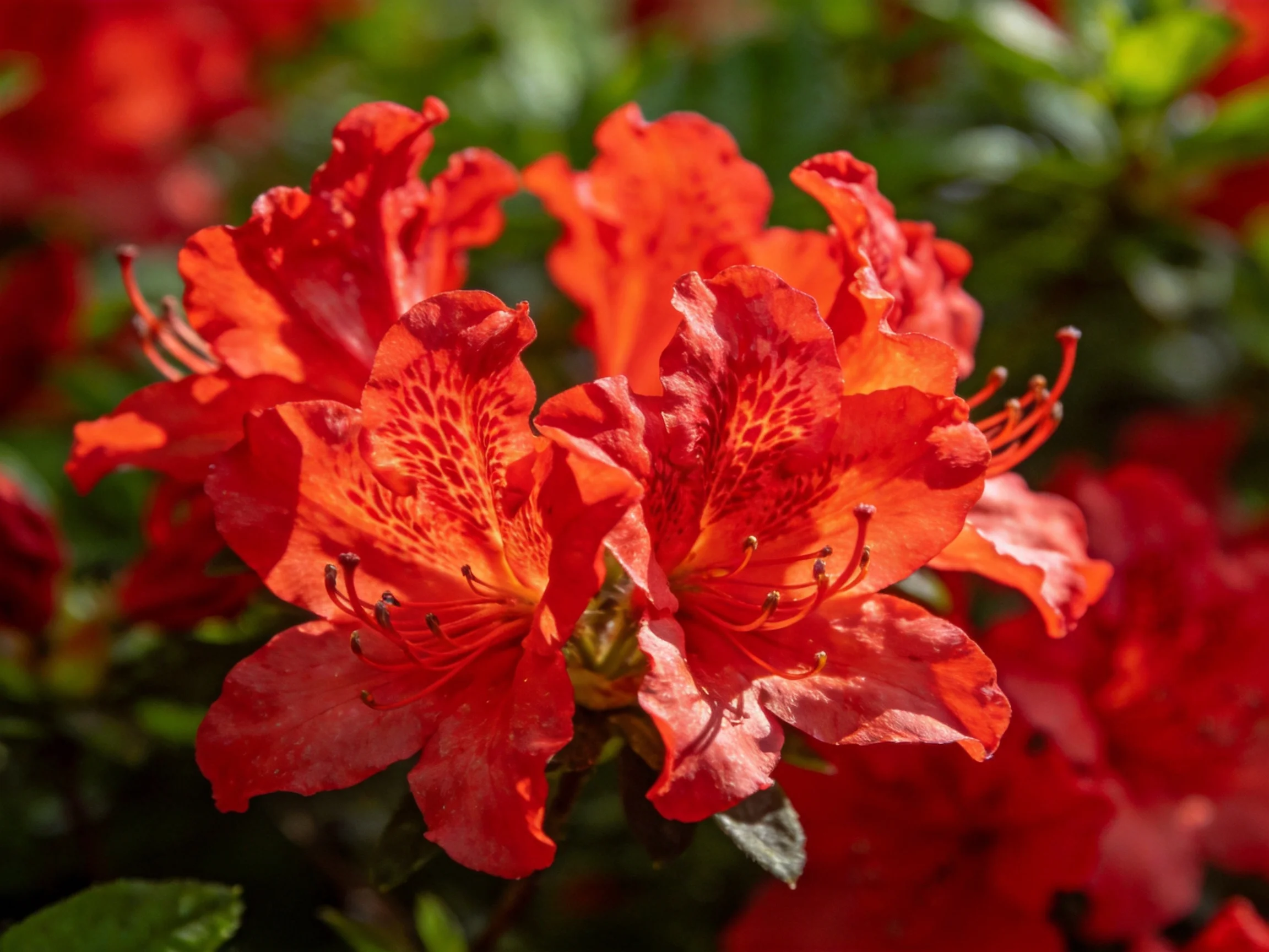 Vibrant red azalea blooms with intricate petal patterns