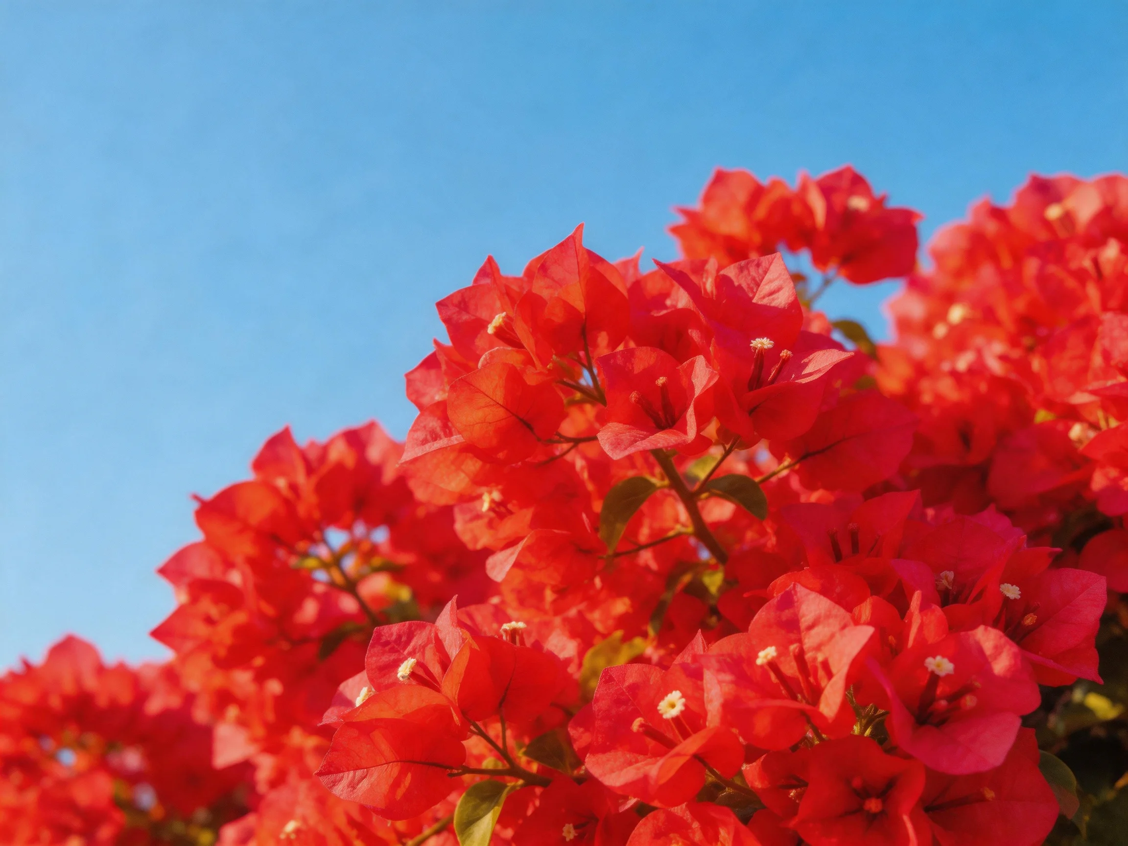 Vibrant red bougainvillea blooms against a clear blue sky